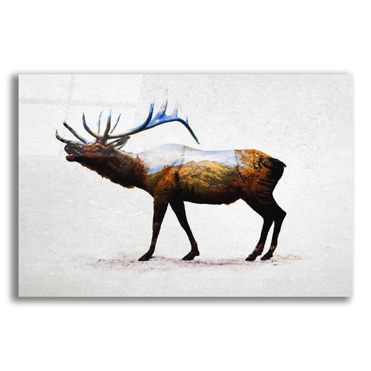 Epic Art 'Rocky Mountain Elk' by Davies Babies, Acrylic Glass Wall Art