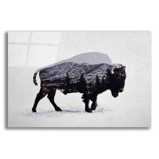 Epic Art 'The American Bison' by Davies Babies, Acrylic Glass Wall Art