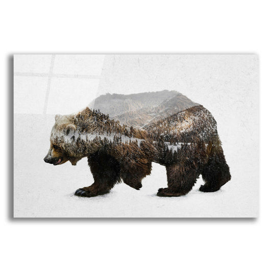 Epic Art 'The Kodiak Brown Bear' by Davies Babies, Acrylic Glass Wall Art