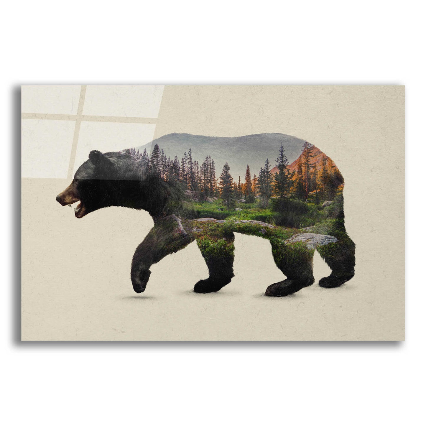 Epic Art 'The North American Black Bear' by Davies Babies, Acrylic Glass Wall Art,16x12