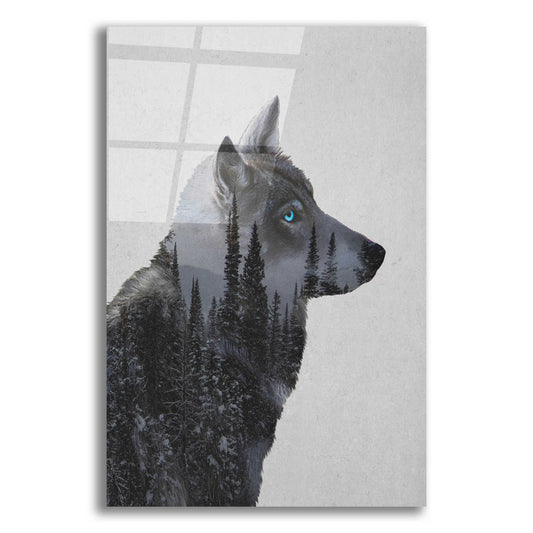 Epic Art 'Winter Wolf' by Davies Babies, Acrylic Glass Wall Art