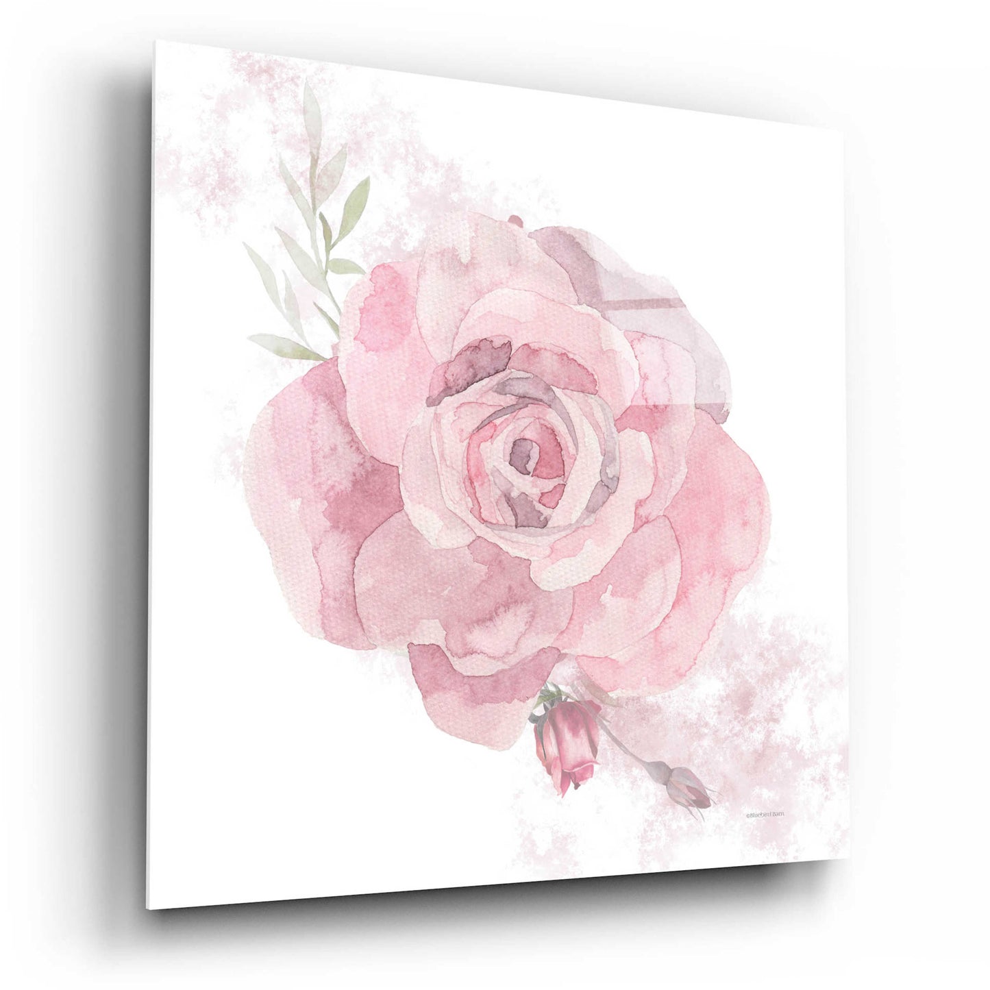 Epic Art 'Cottage Rose' by Bluebird Barn, Acrylic Glass Wall Art,12x12