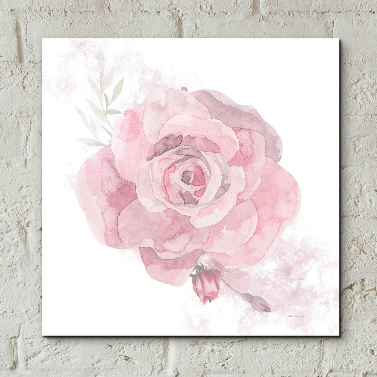 Epic Art 'Cottage Rose' by Bluebird Barn, Acrylic Glass Wall Art,12x12