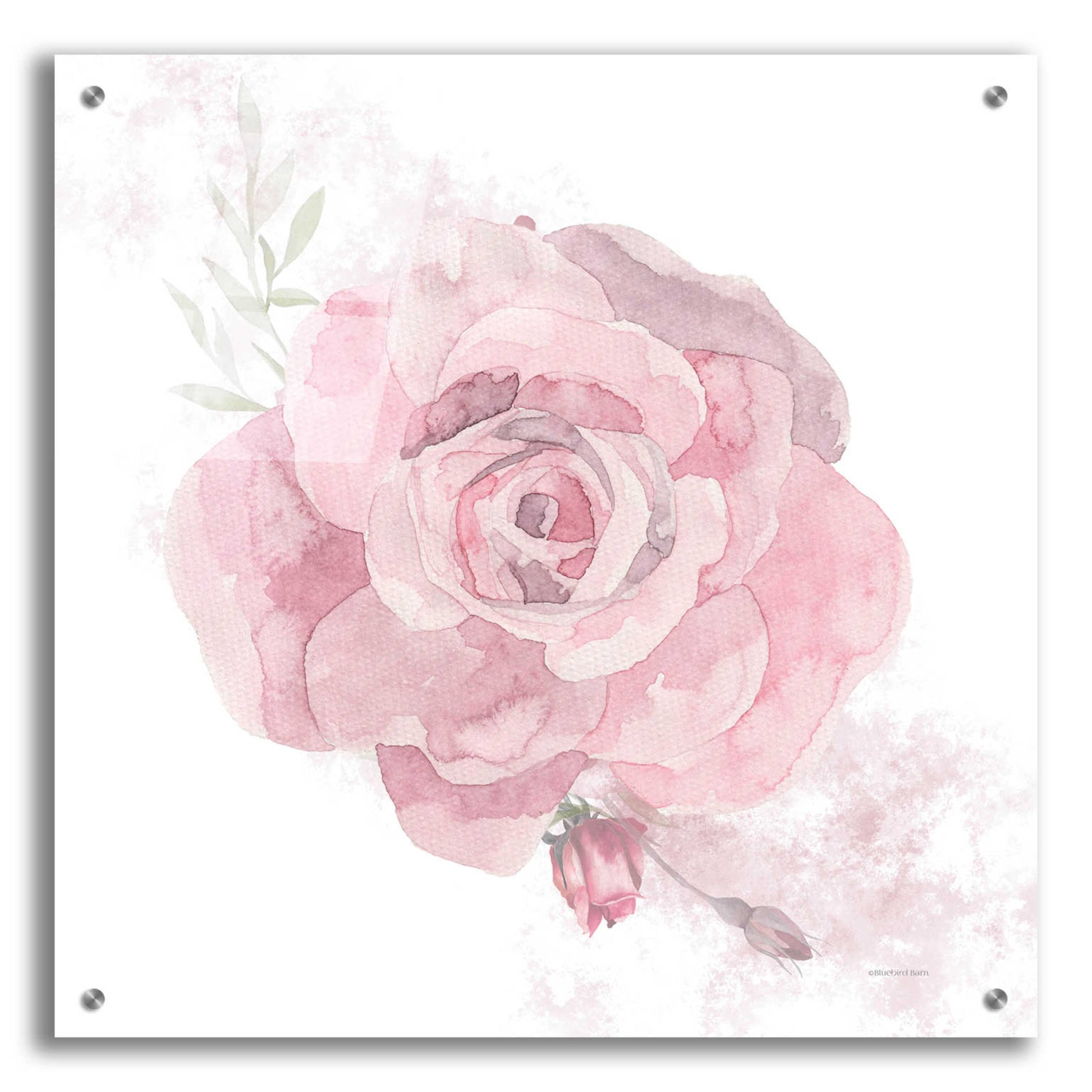 Epic Art 'Cottage Rose' by Bluebird Barn, Acrylic Glass Wall Art,24x24