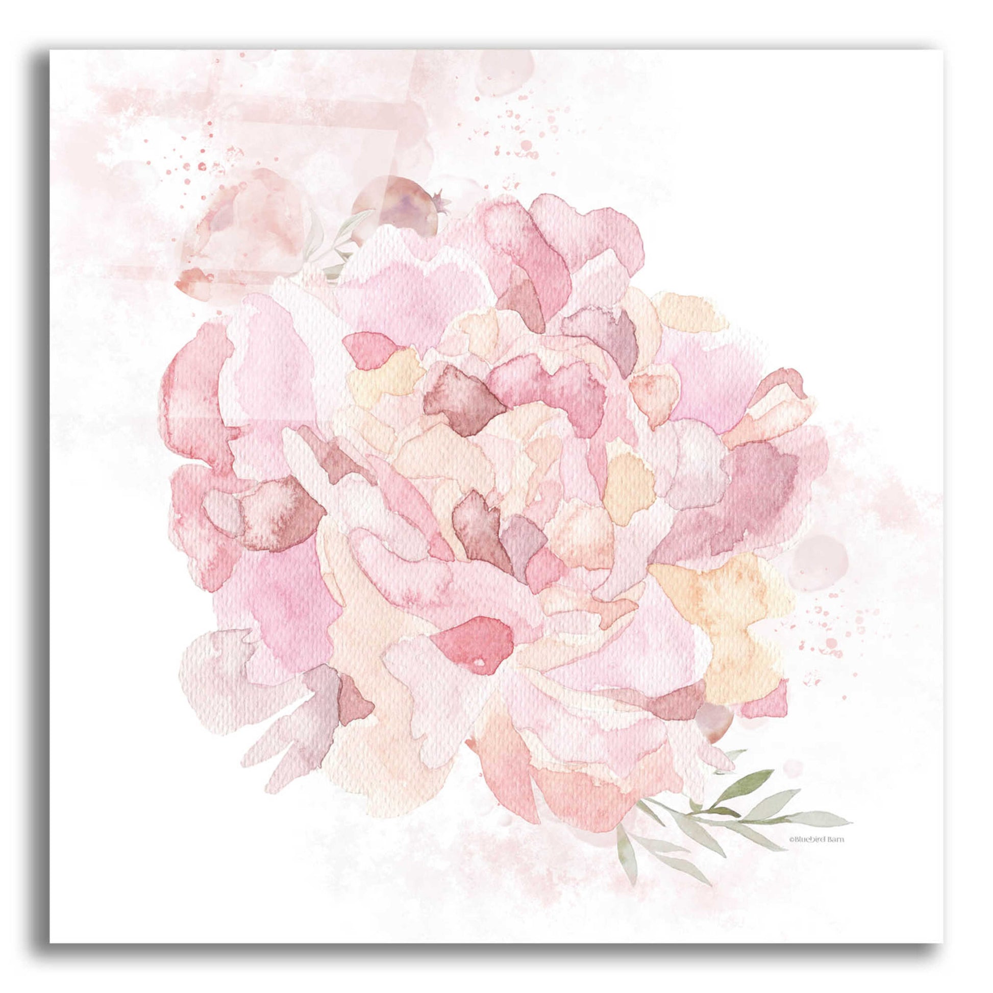 Epic Art 'Cottage Peony I' by Bluebird Barn, Acrylic Glass Wall Art