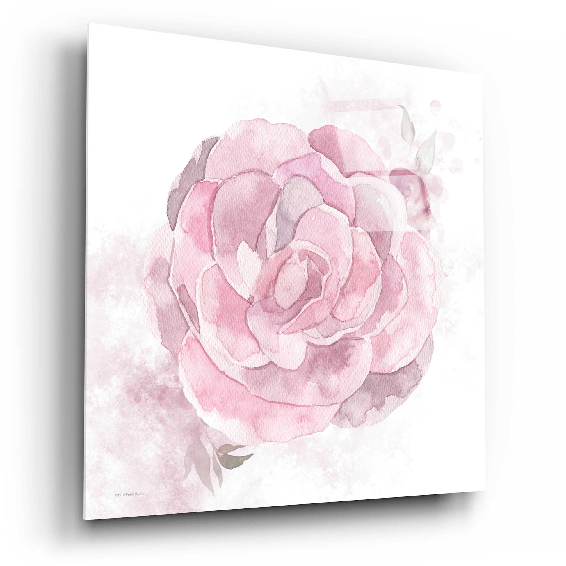 Epic Art 'Cottage Peony II' by Bluebird Barn, Acrylic Glass Wall Art,12x12