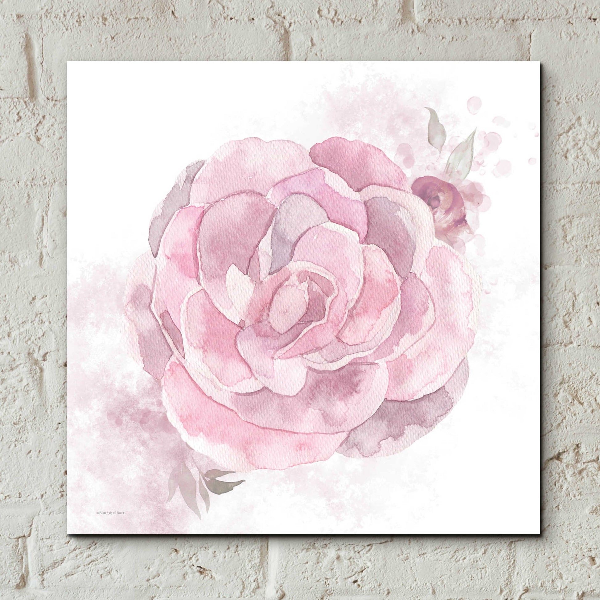 Epic Art 'Cottage Peony II' by Bluebird Barn, Acrylic Glass Wall Art,12x12