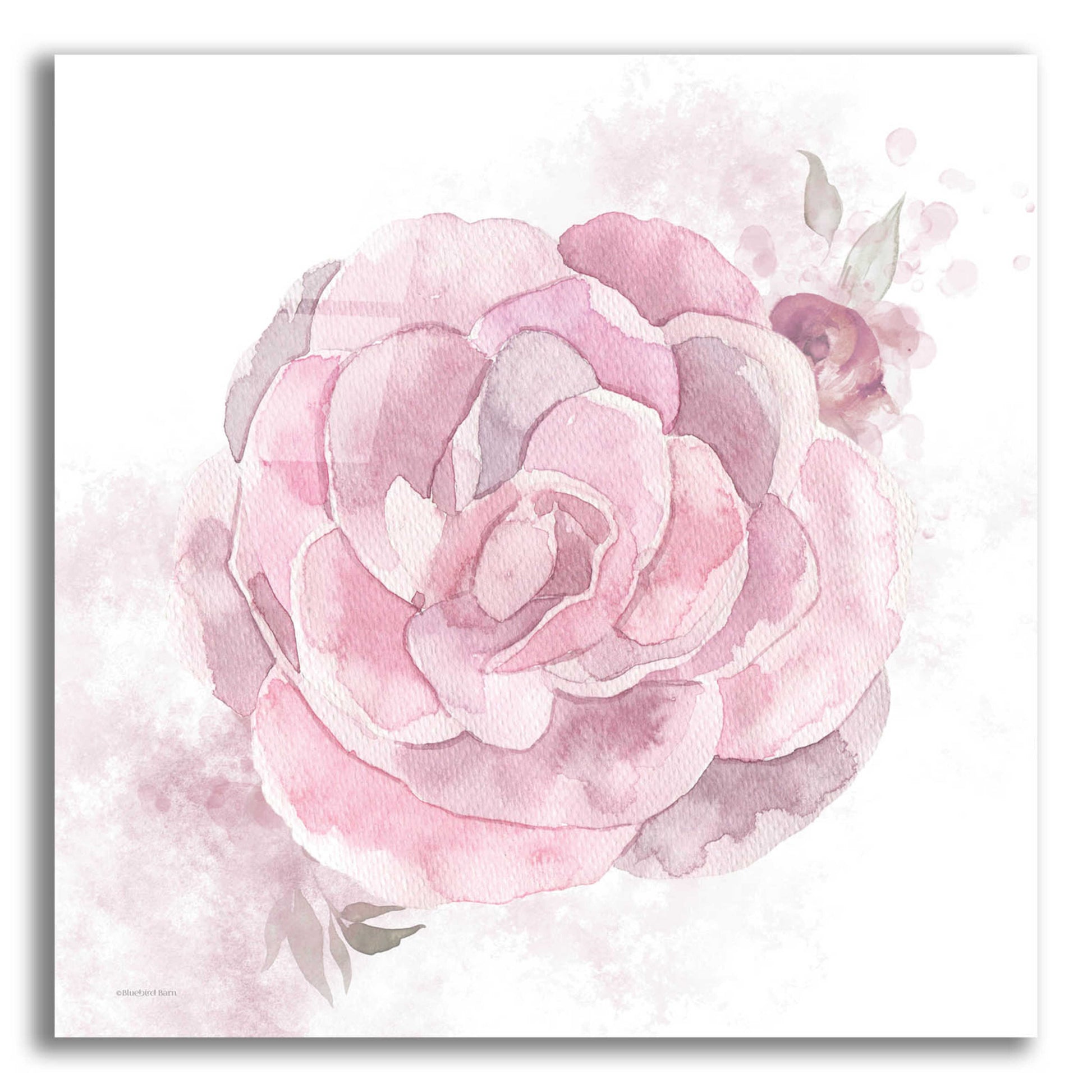 Epic Art 'Cottage Peony II' by Bluebird Barn, Acrylic Glass Wall Art,12x12