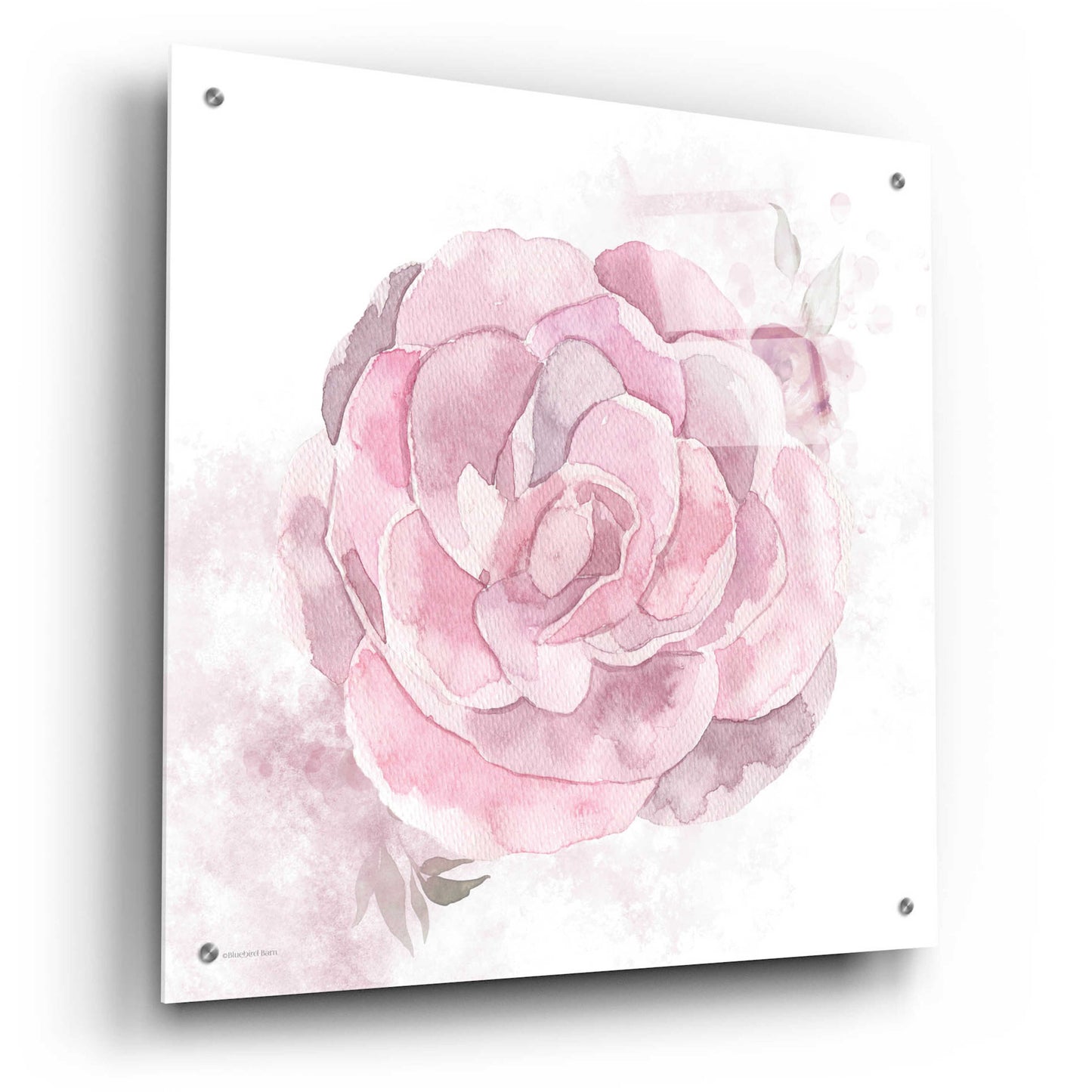 Epic Art 'Cottage Peony II' by Bluebird Barn, Acrylic Glass Wall Art,24x24