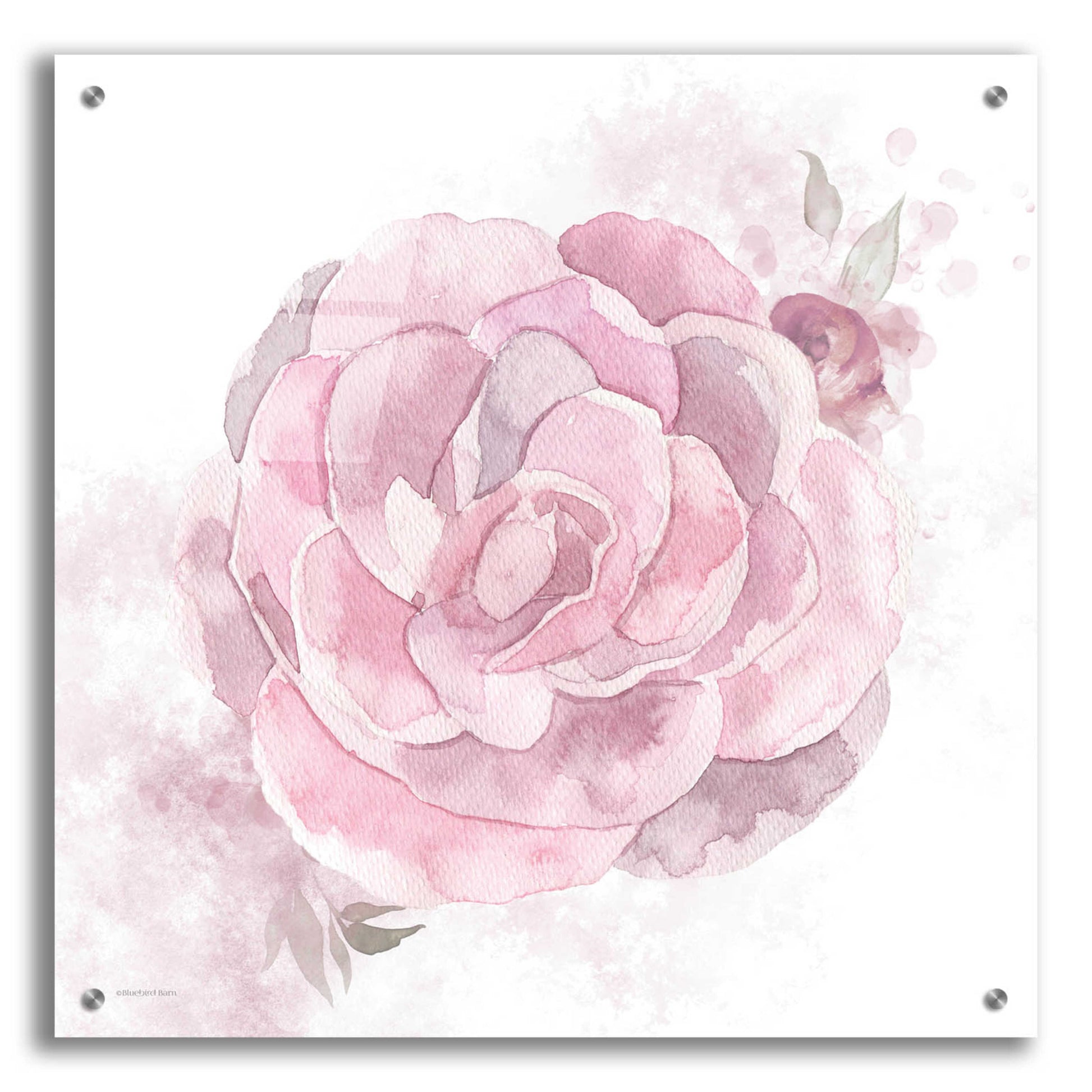 Epic Art 'Cottage Peony II' by Bluebird Barn, Acrylic Glass Wall Art,24x24