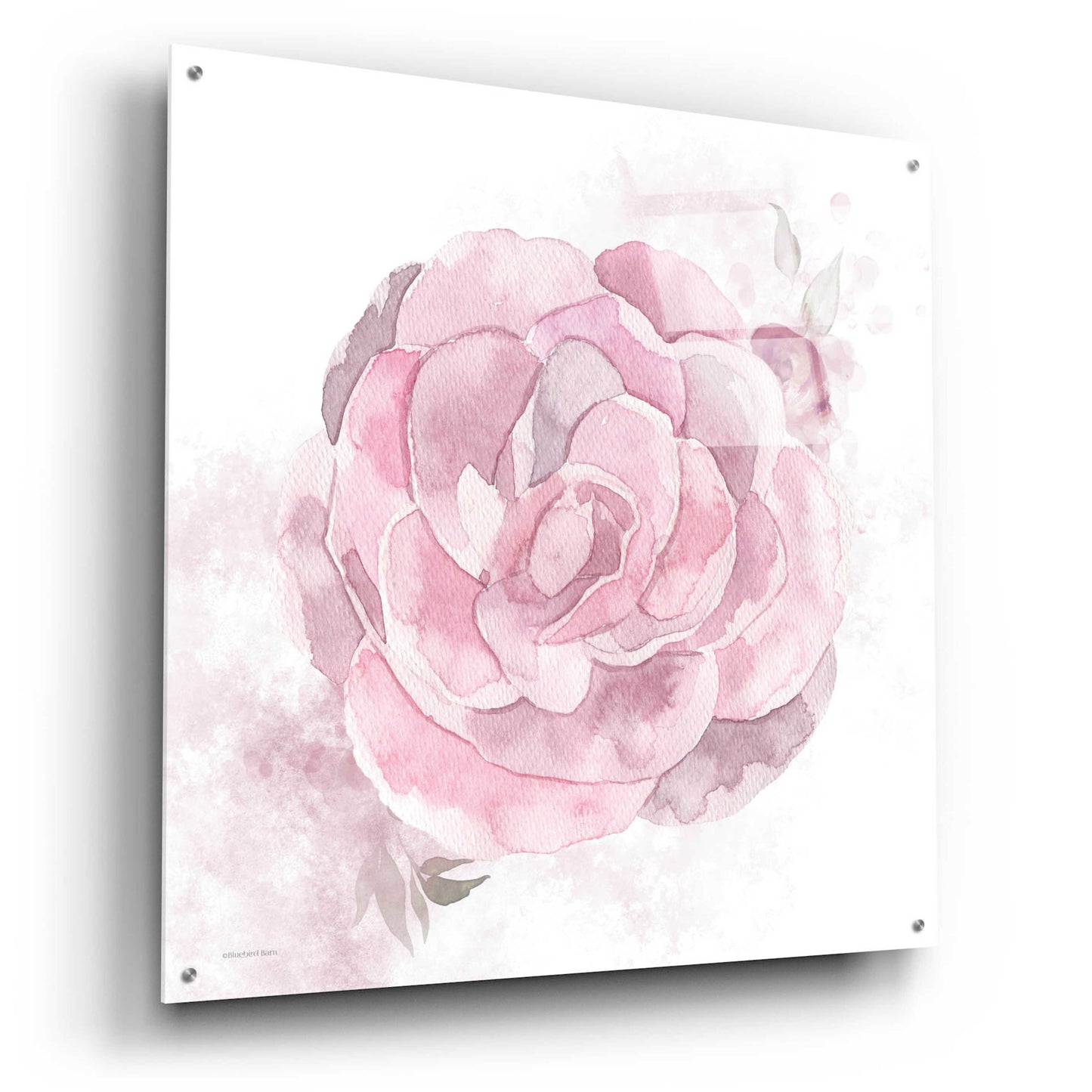 Epic Art 'Cottage Peony II' by Bluebird Barn, Acrylic Glass Wall Art,36x36