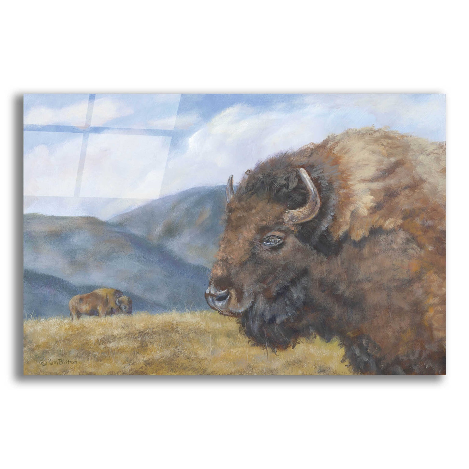 Epic Art 'Yellowstone Kings   ' by Pam Britton, Acrylic Glass Wall Art,16x12