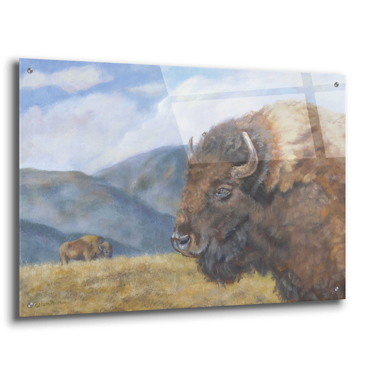 Epic Art 'Yellowstone Kings   ' by Pam Britton, Acrylic Glass Wall Art,36x24