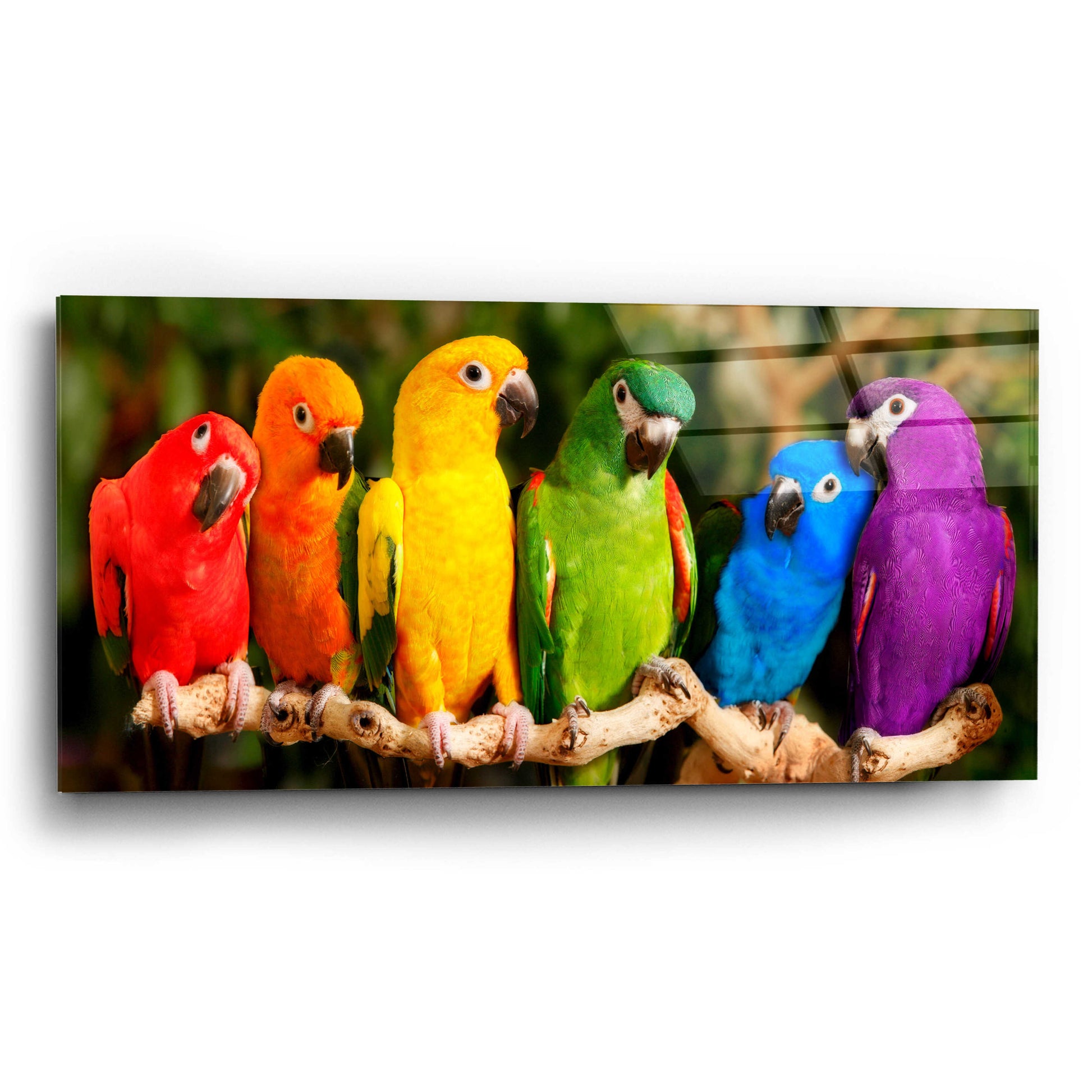 Epic Art 'Rainbow Parrots' by Mike Jones, Acrylic Glass Wall Art,24x12