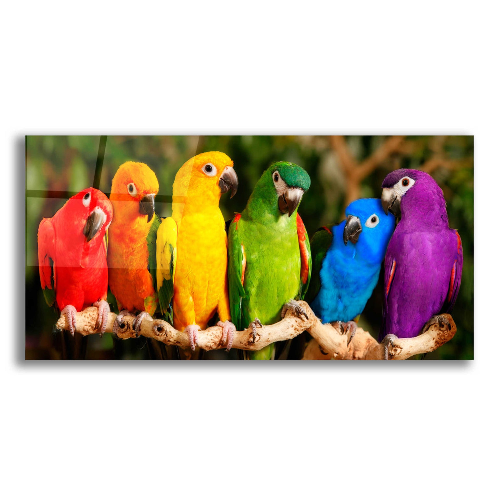 Epic Art 'Rainbow Parrots' by Mike Jones, Acrylic Glass Wall Art,24x12