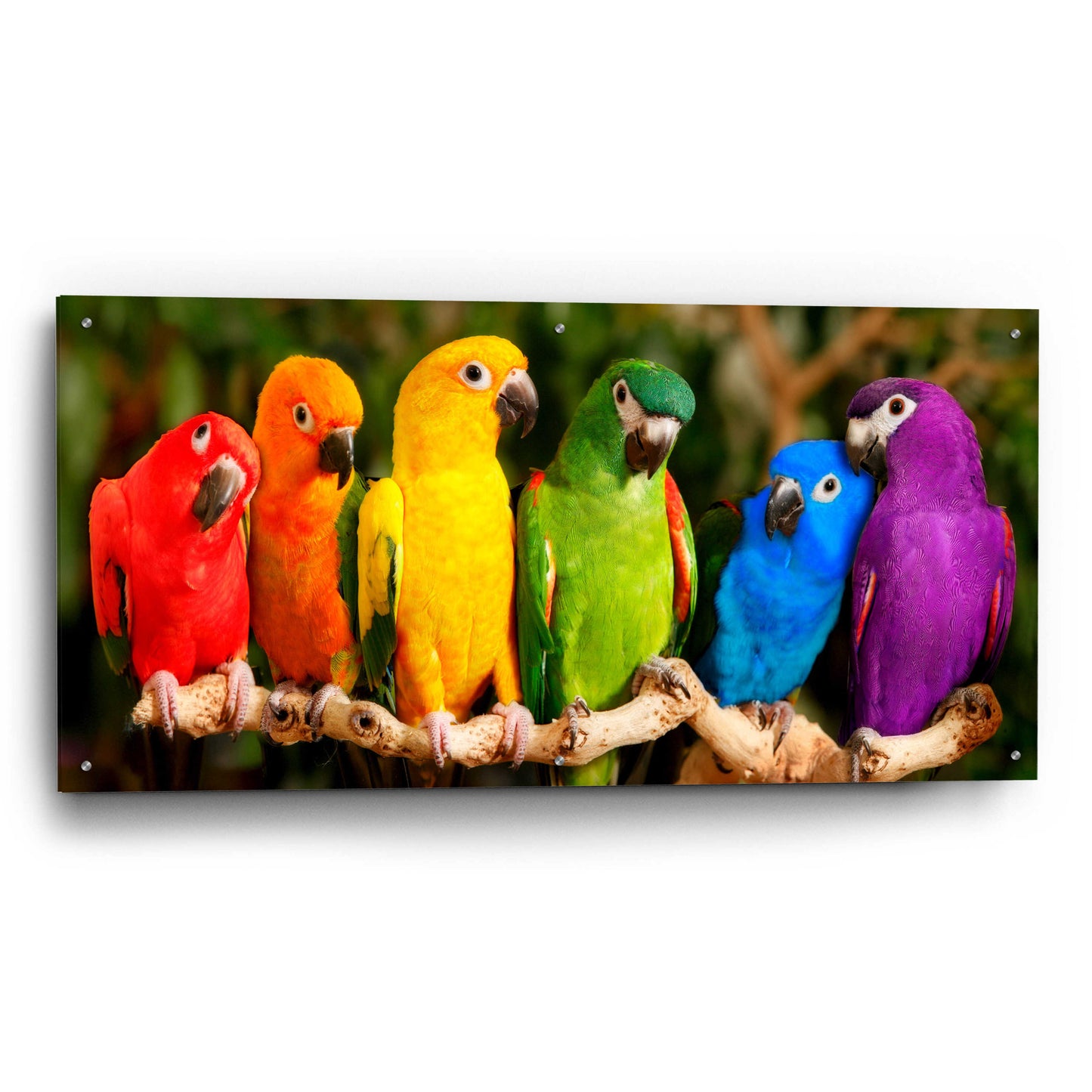 Epic Art 'Rainbow Parrots' by Mike Jones, Acrylic Glass Wall Art,48x24