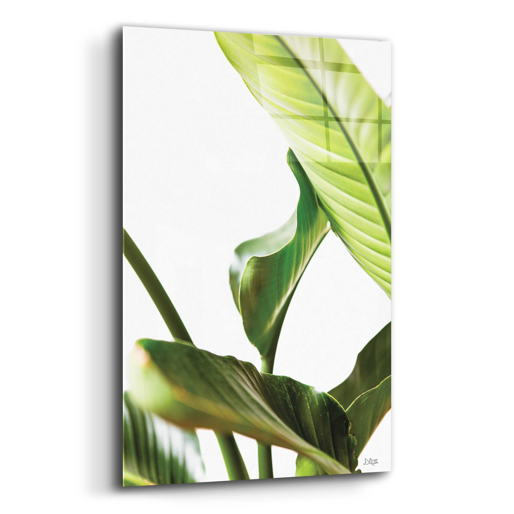 Epic Art 'Plant Leaves' by Donnie Quillen, Acrylic Glass Wall Art,12x16