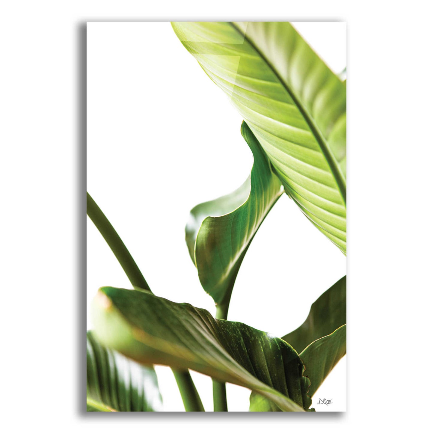 Epic Art 'Plant Leaves' by Donnie Quillen, Acrylic Glass Wall Art,12x16