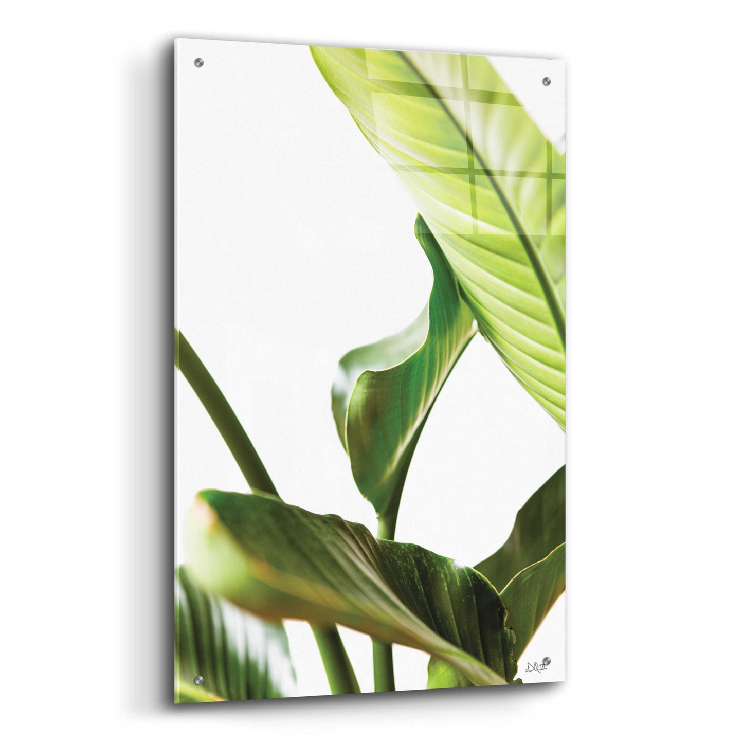 Epic Art 'Plant Leaves' by Donnie Quillen, Acrylic Glass Wall Art,24x36