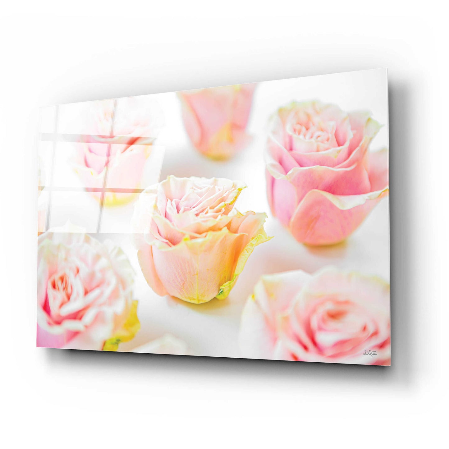 Epic Art 'Pale Pink Rose Blooms III' by Donnie Quillen, Acrylic Glass Wall Art,24x16