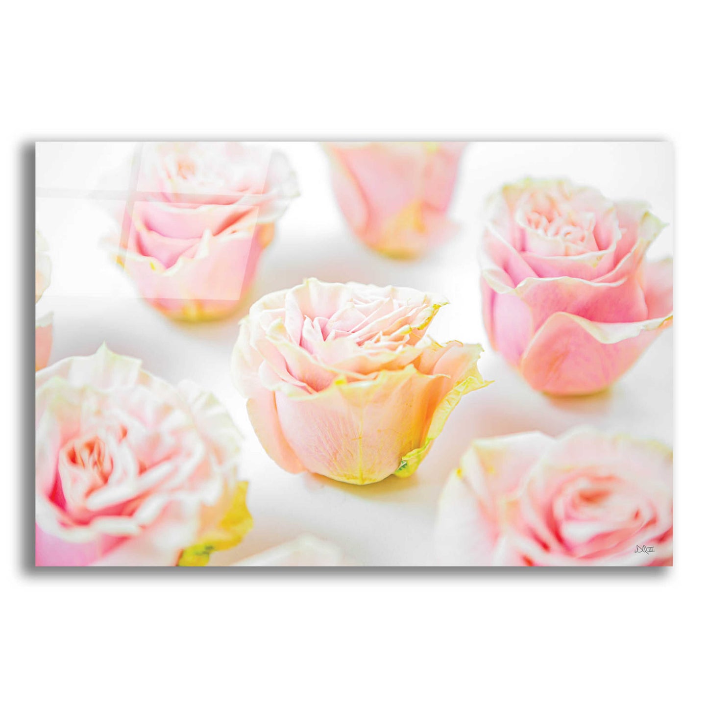 Epic Art 'Pale Pink Rose Blooms III' by Donnie Quillen, Acrylic Glass Wall Art