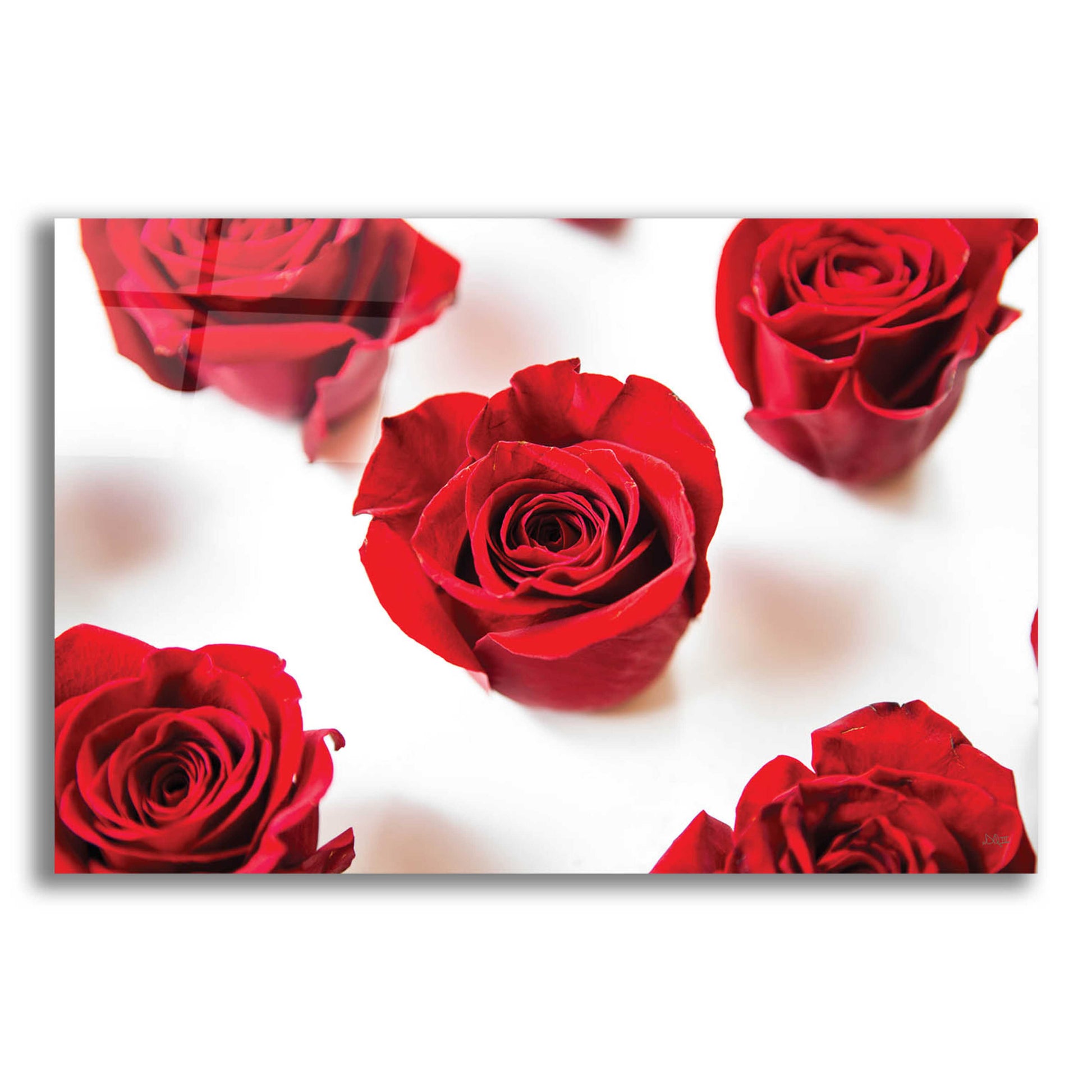 Epic Art 'Red Roses I' by Donnie Quillen, Acrylic Glass Wall Art,16x12