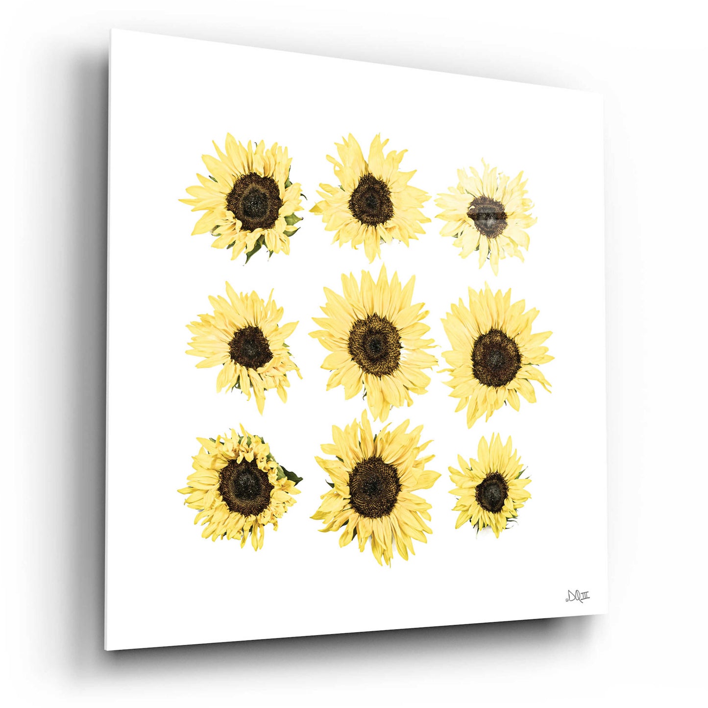 Epic Art 'Sunflowers in a Row II' by Donnie Quillen, Acrylic Glass Wall Art,12x12