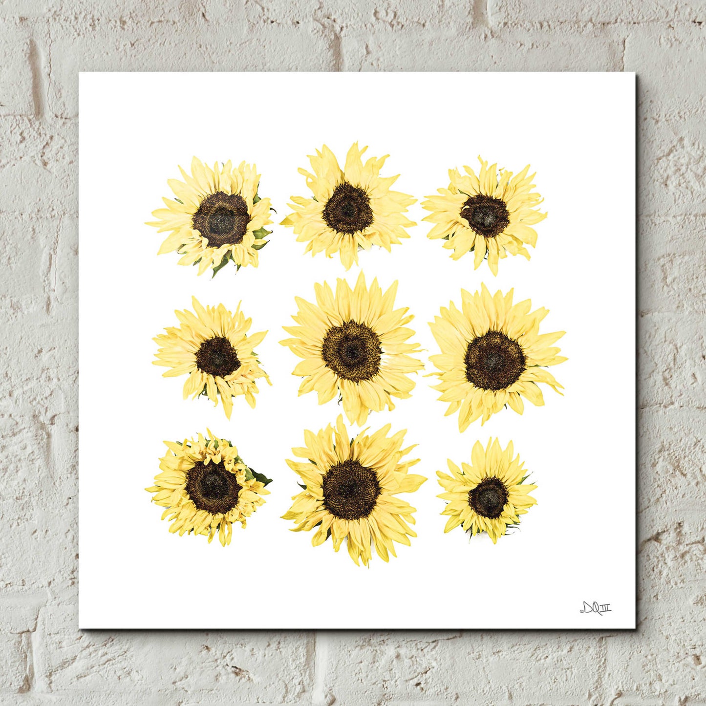 Epic Art 'Sunflowers in a Row II' by Donnie Quillen, Acrylic Glass Wall Art,12x12