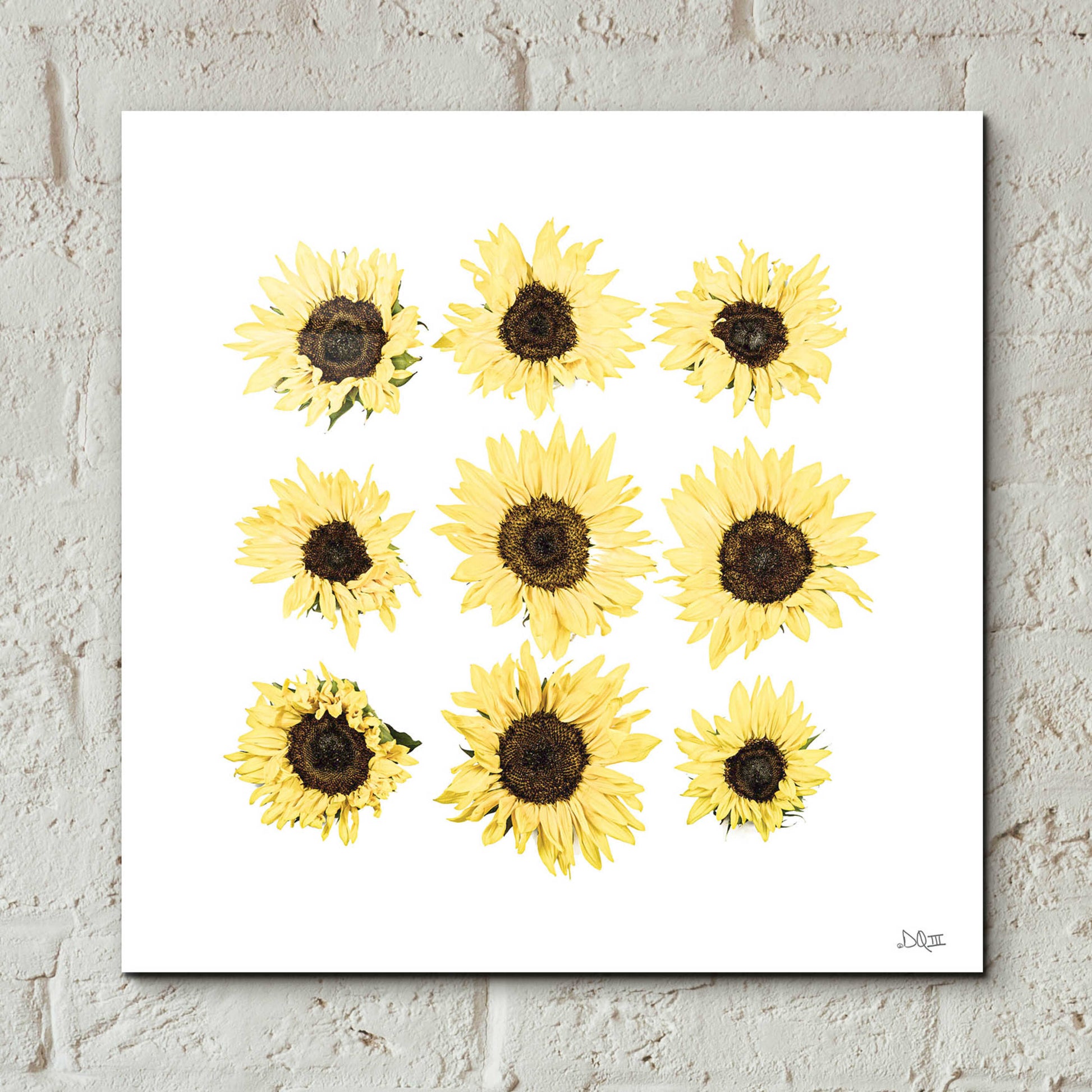 Epic Art 'Sunflowers in a Row II' by Donnie Quillen, Acrylic Glass Wall Art,12x12