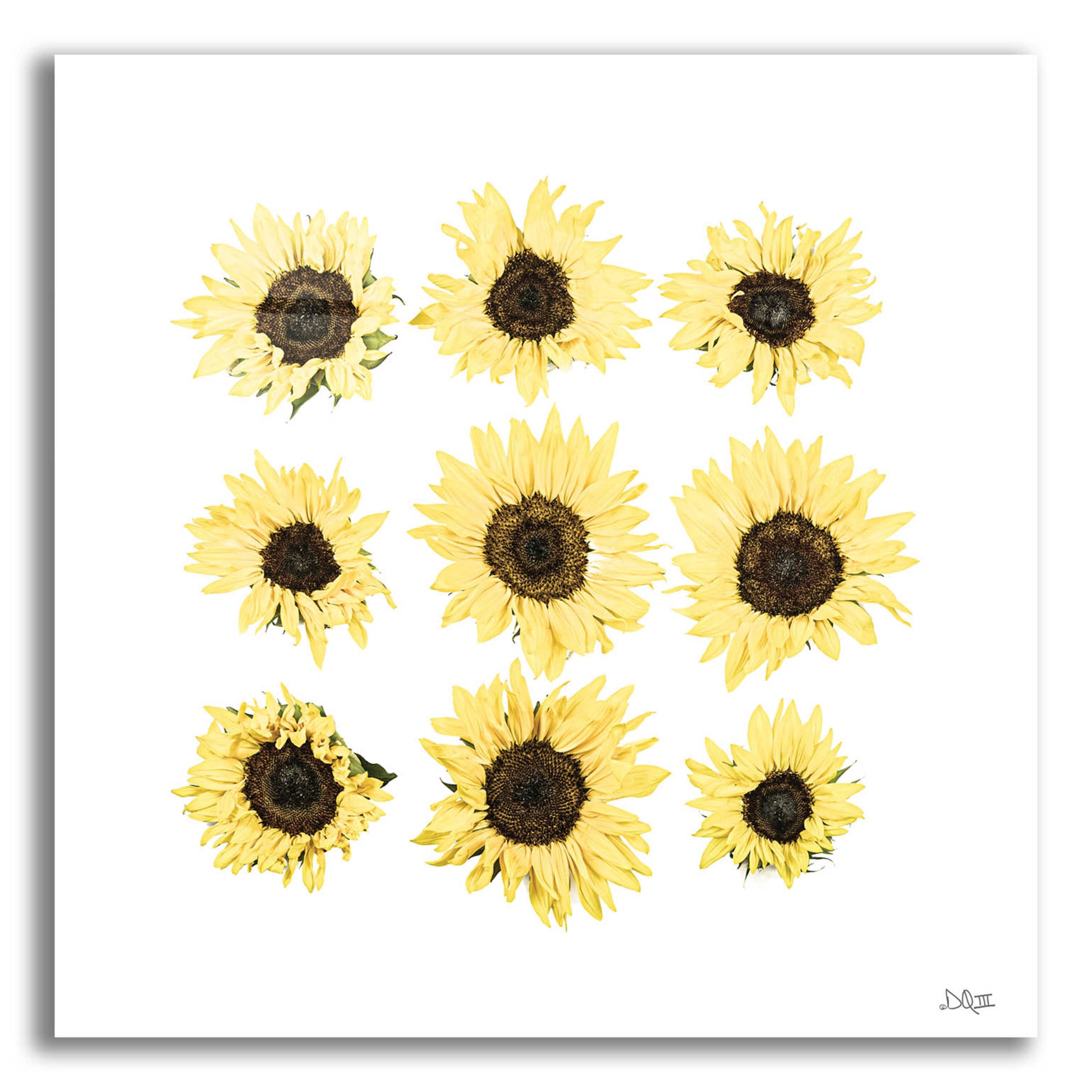 Epic Art 'Sunflowers in a Row II' by Donnie Quillen, Acrylic Glass Wall Art,12x12