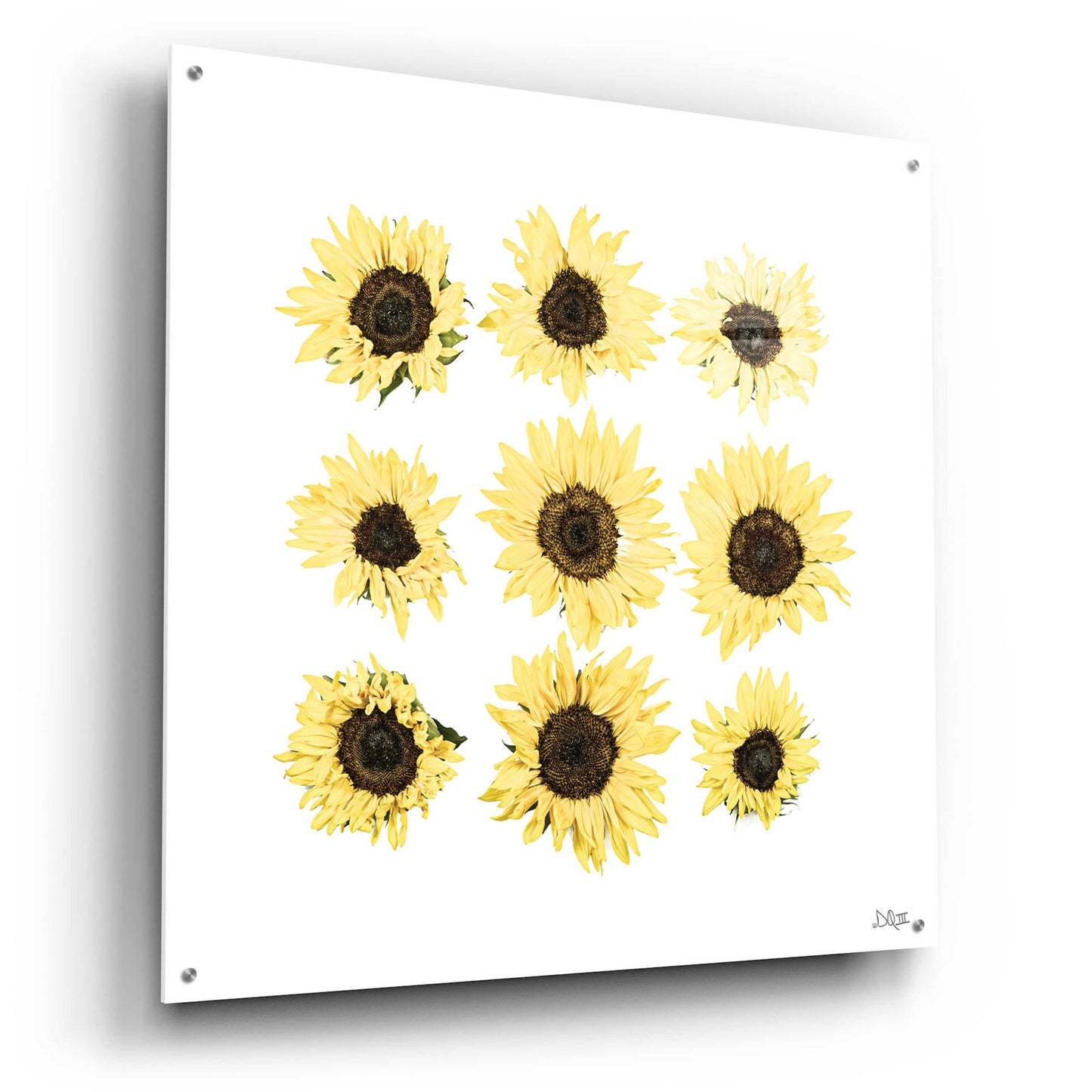 Epic Art 'Sunflowers in a Row II' by Donnie Quillen, Acrylic Glass Wall Art,36x36