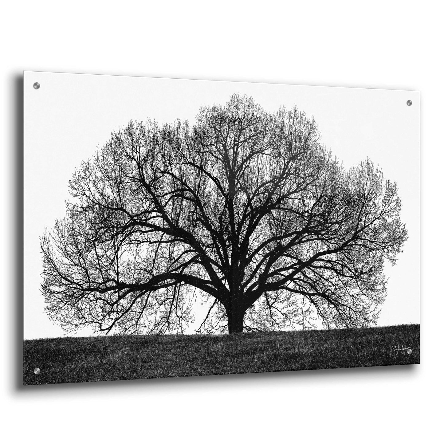 Epic Art 'The Tree' by John Jones, Acrylic Glass Wall Art,36x24