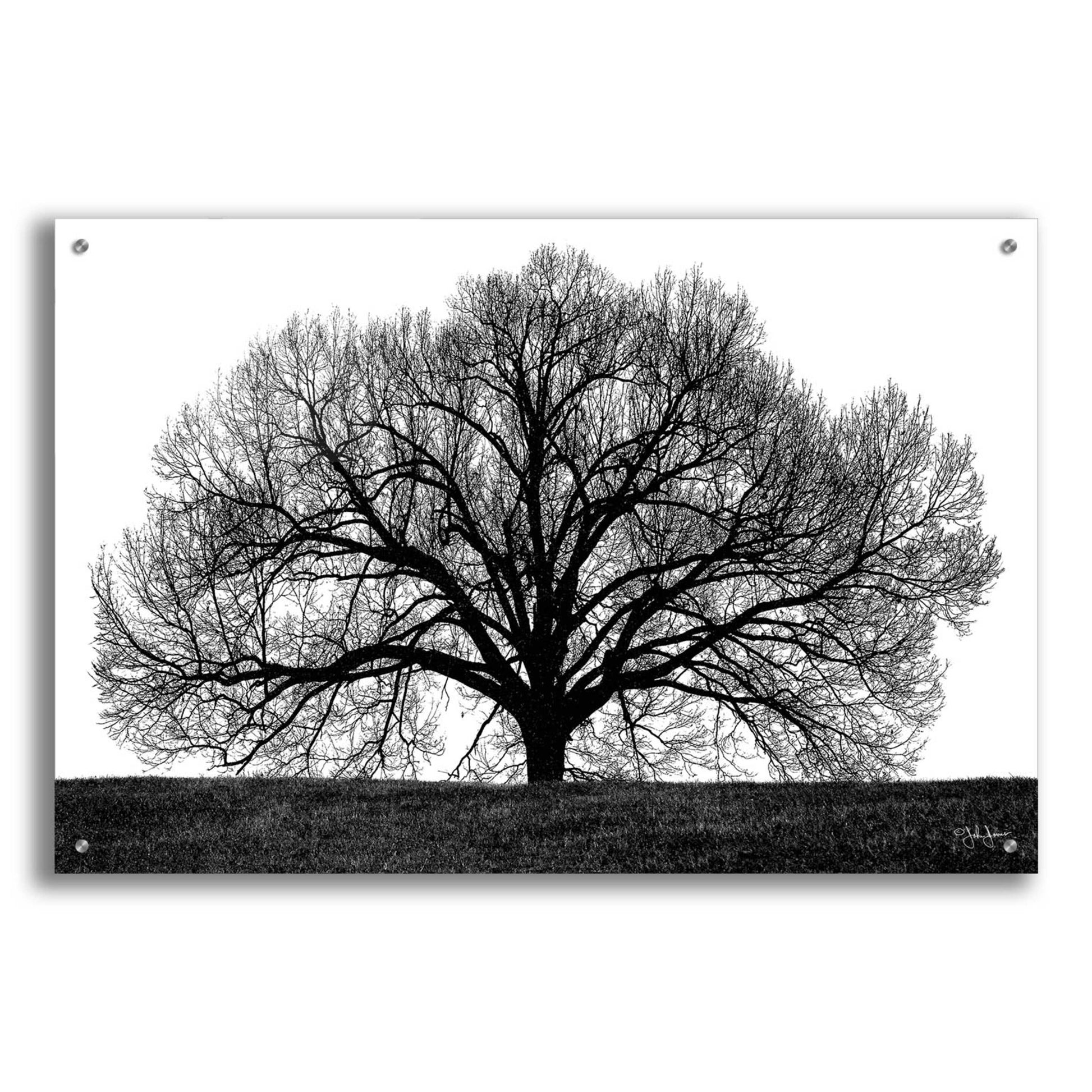 Epic Art 'The Tree' by John Jones, Acrylic Glass Wall Art,36x24