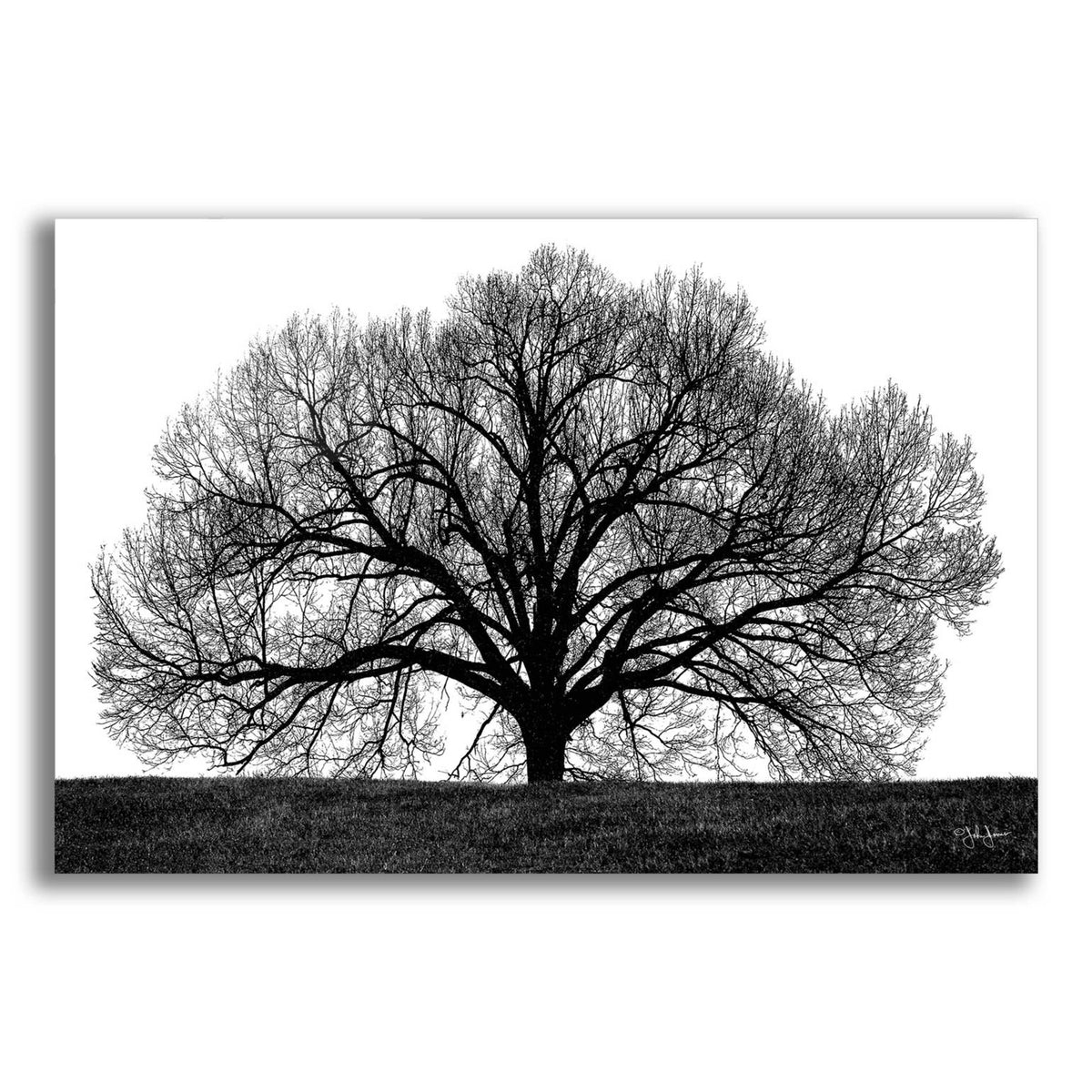 Epic Art 'The Tree' by John Jones, Acrylic Glass Wall Art