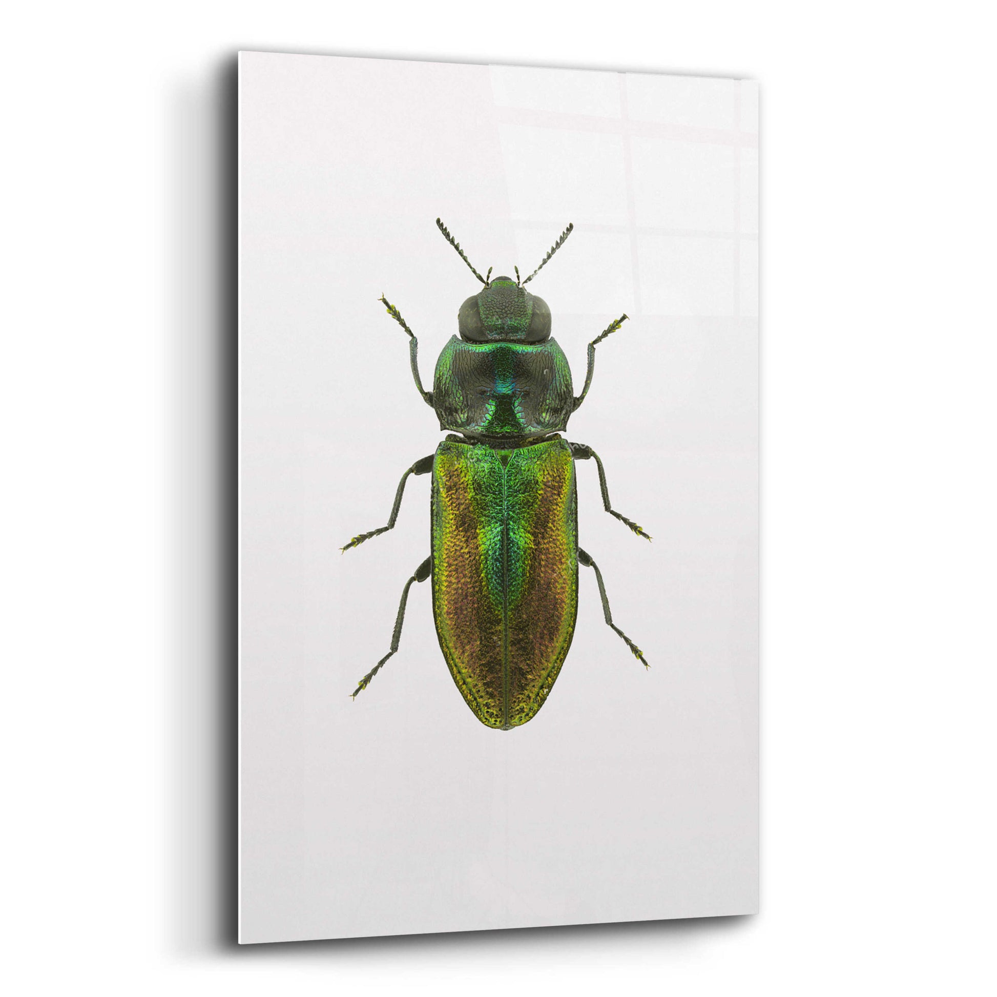 Epic Art 'Beetle 1' by Design Fabrikken, Acrylic Glass Wall Art,12x16