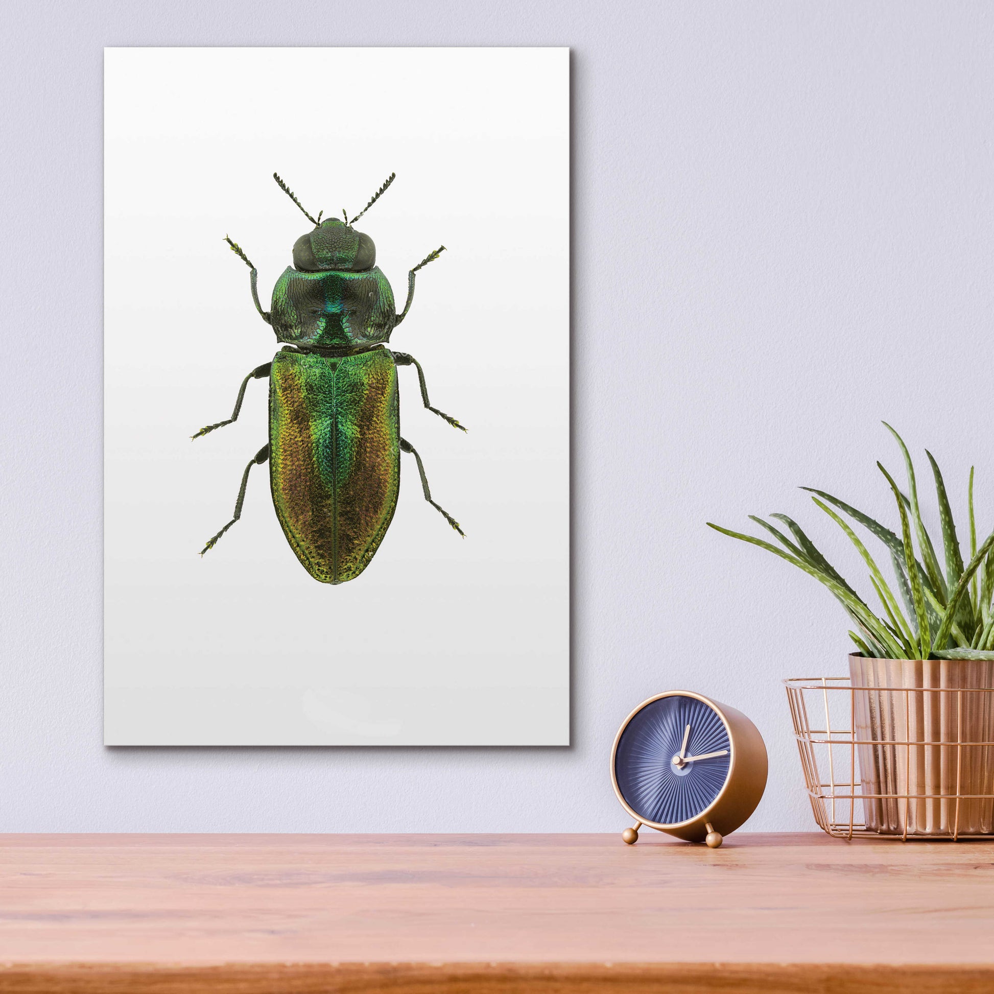 Epic Art 'Beetle 1' by Design Fabrikken, Acrylic Glass Wall Art,12x16