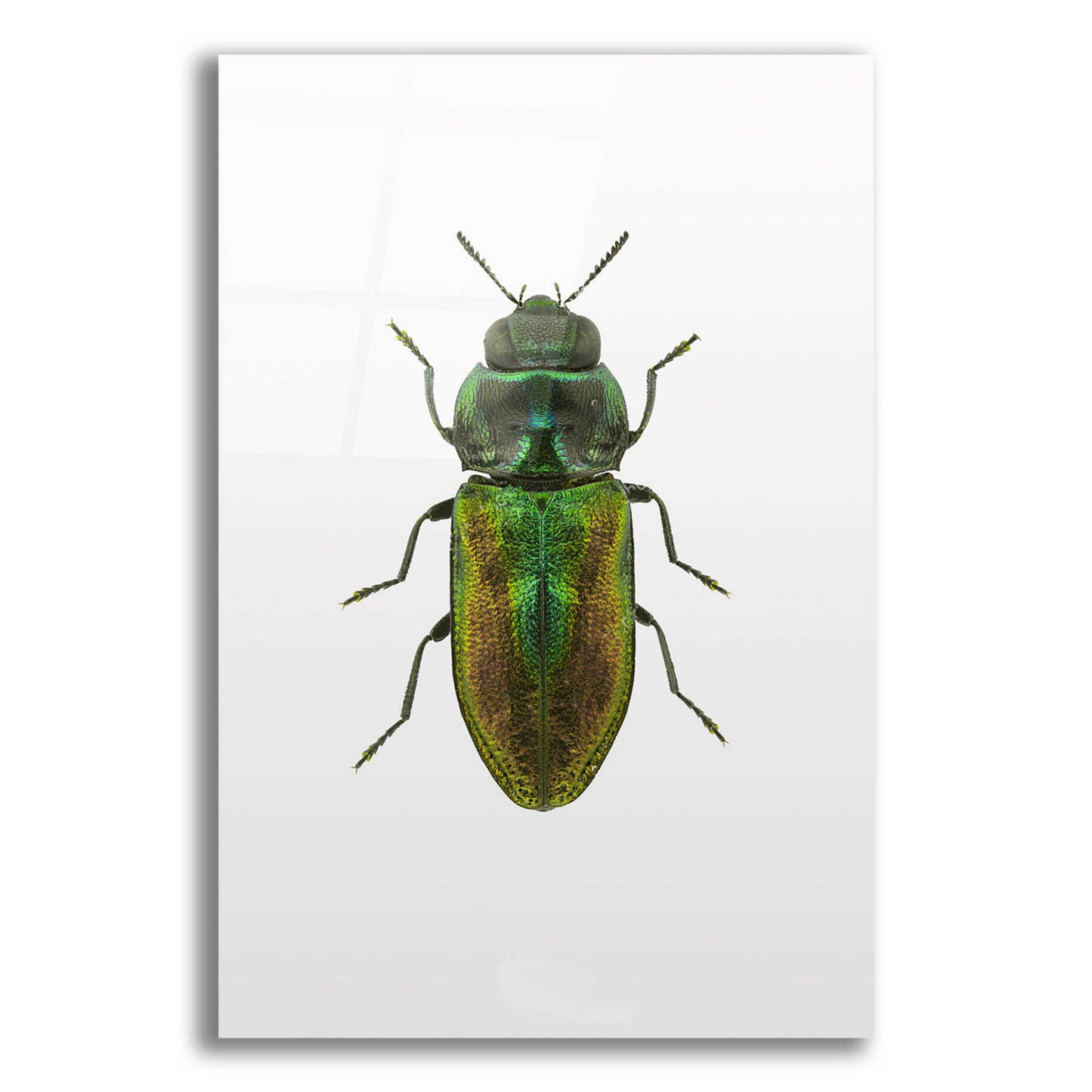 Epic Art 'Beetle 1' by Design Fabrikken, Acrylic Glass Wall Art,12x16