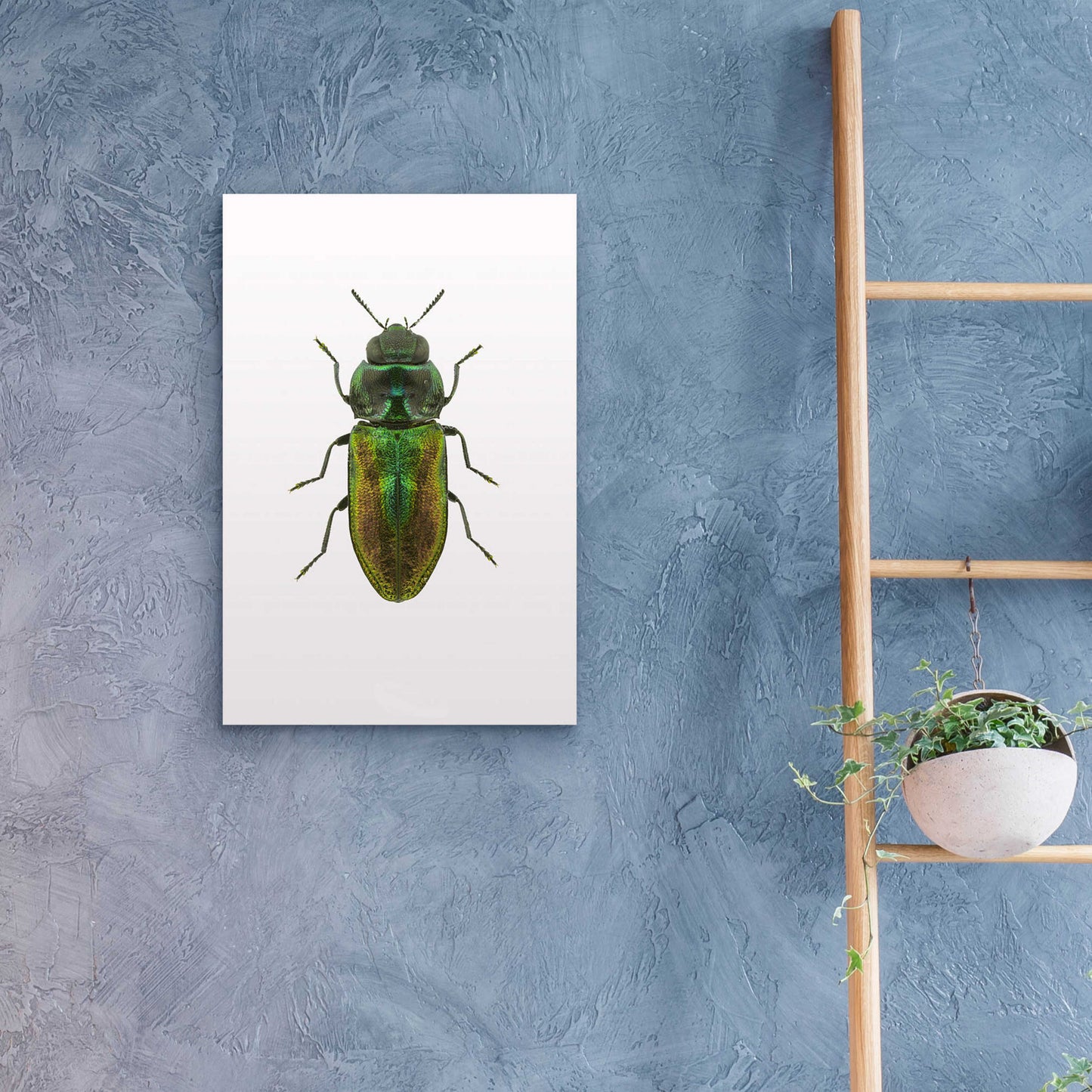 Epic Art 'Beetle 1' by Design Fabrikken, Acrylic Glass Wall Art,16x24