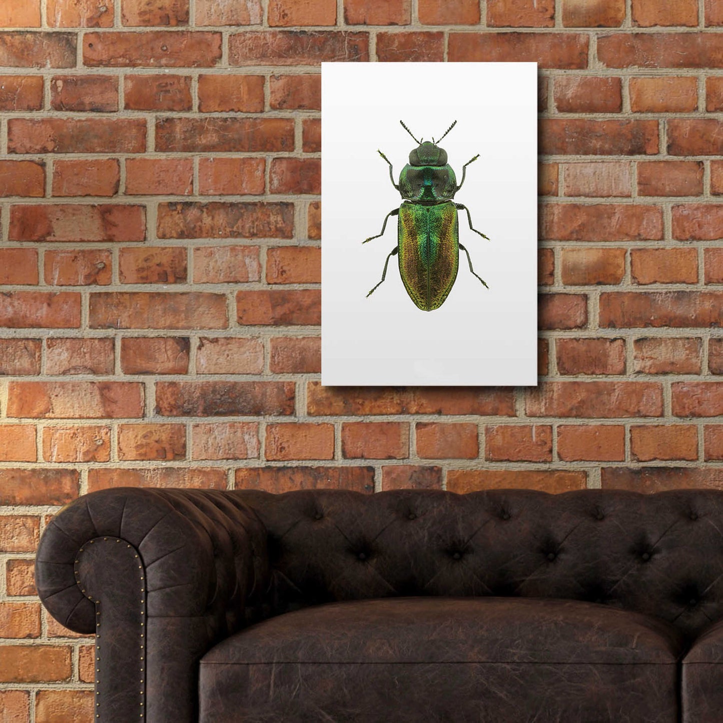 Epic Art 'Beetle 1' by Design Fabrikken, Acrylic Glass Wall Art,16x24