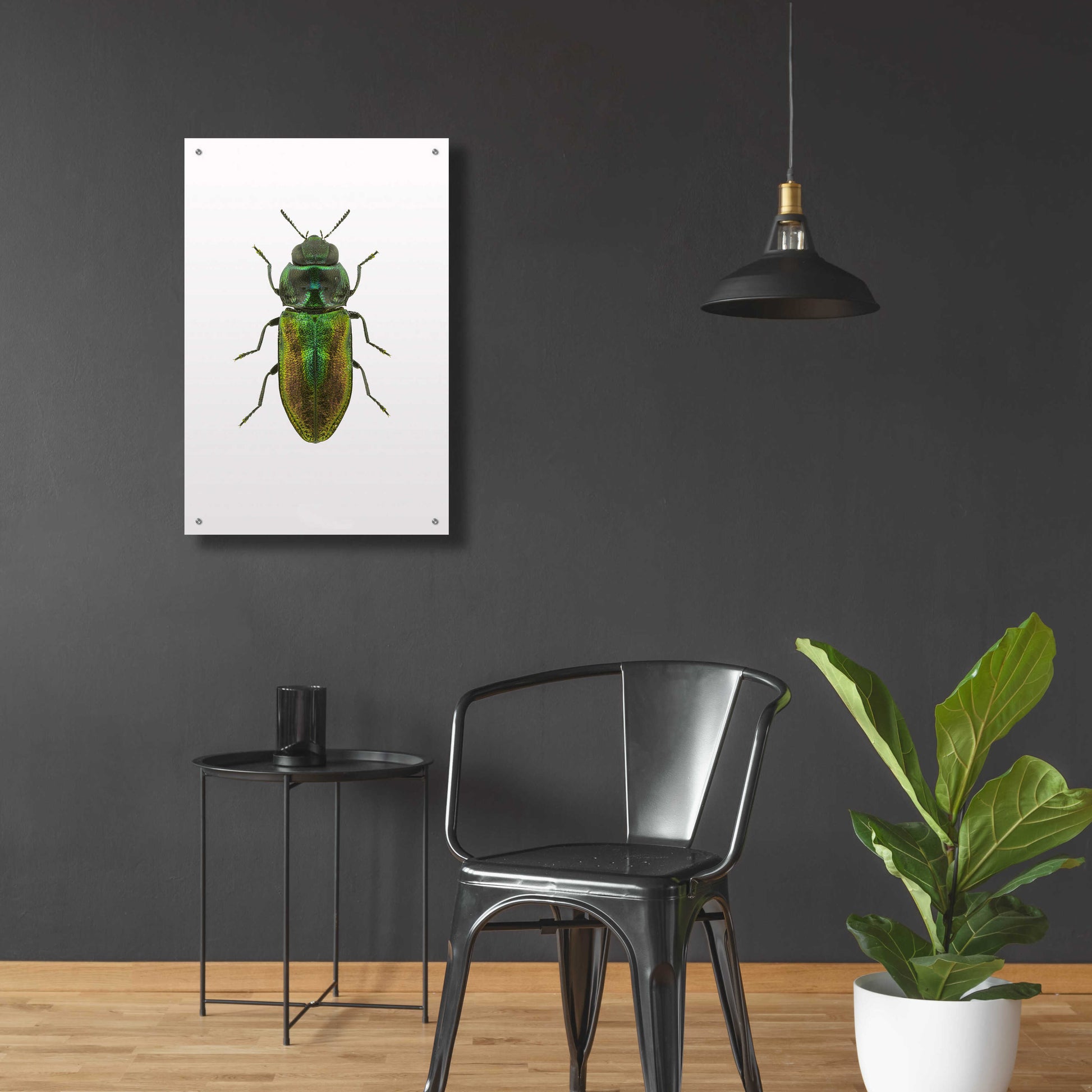 Epic Art 'Beetle 1' by Design Fabrikken, Acrylic Glass Wall Art,24x36