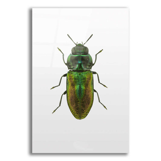 Epic Art 'Beetle 1' by Design Fabrikken, Acrylic Glass Wall Art