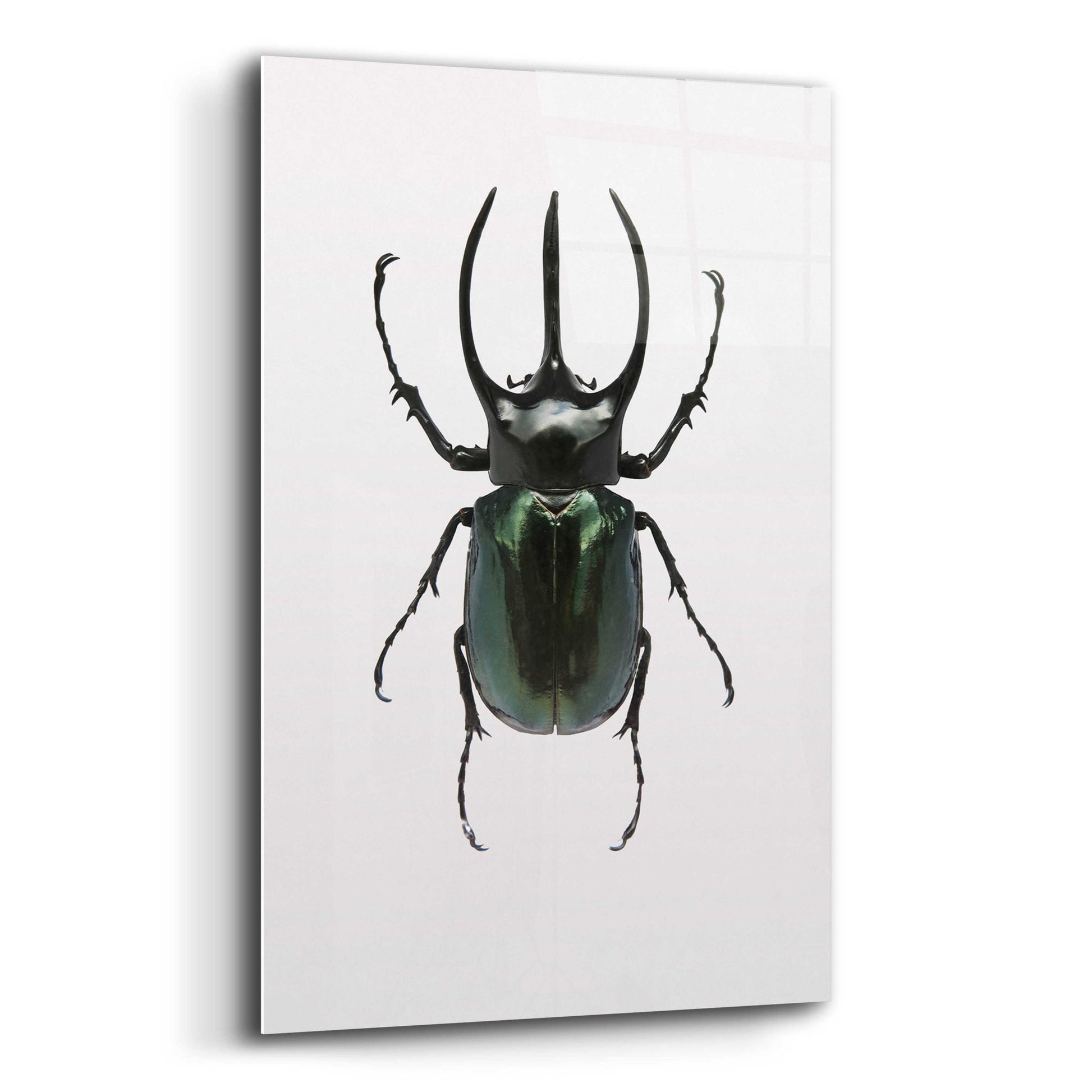 Epic Art 'Beetle 2' by Design Fabrikken, Acrylic Glass Wall Art,12x16