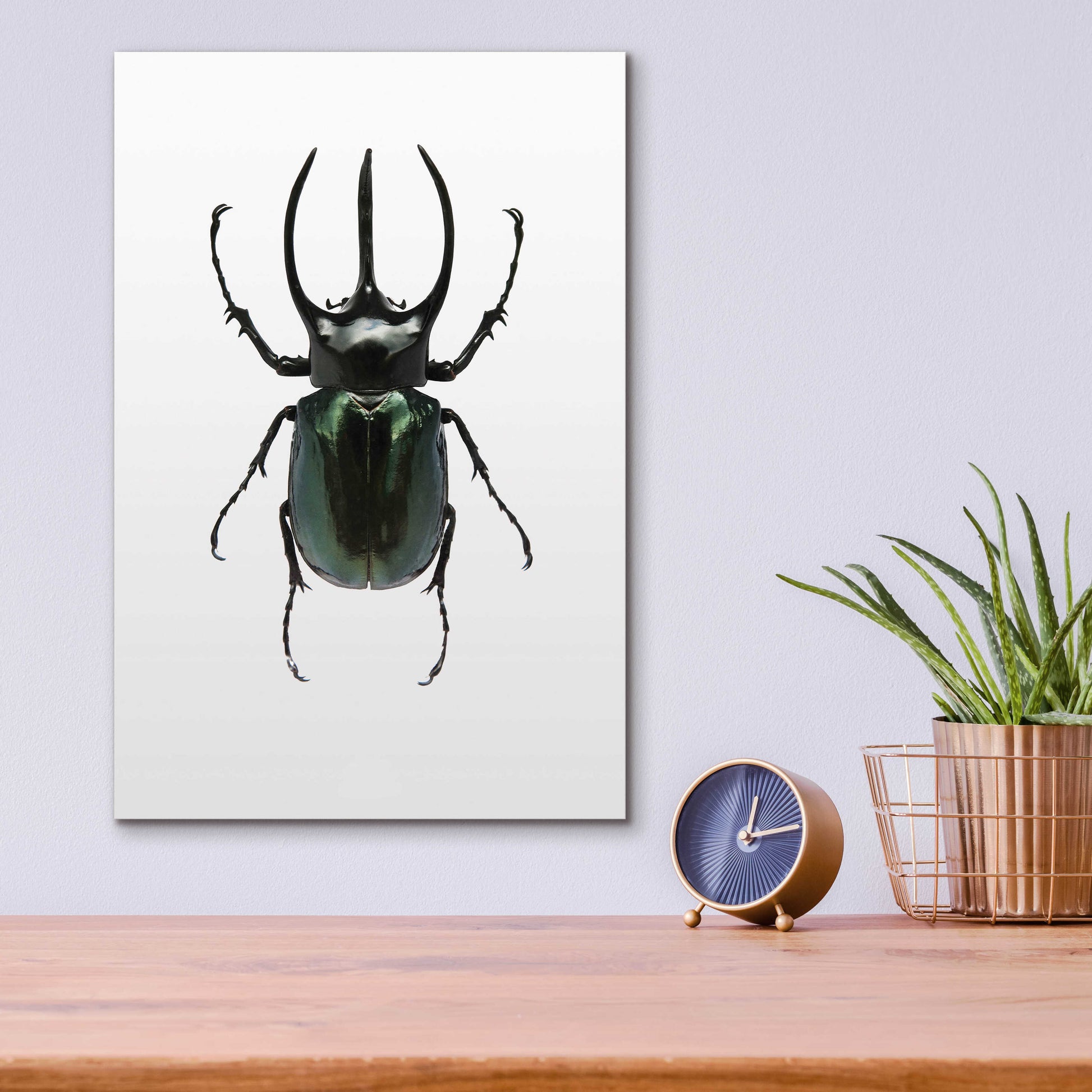 Epic Art 'Beetle 2' by Design Fabrikken, Acrylic Glass Wall Art,12x16