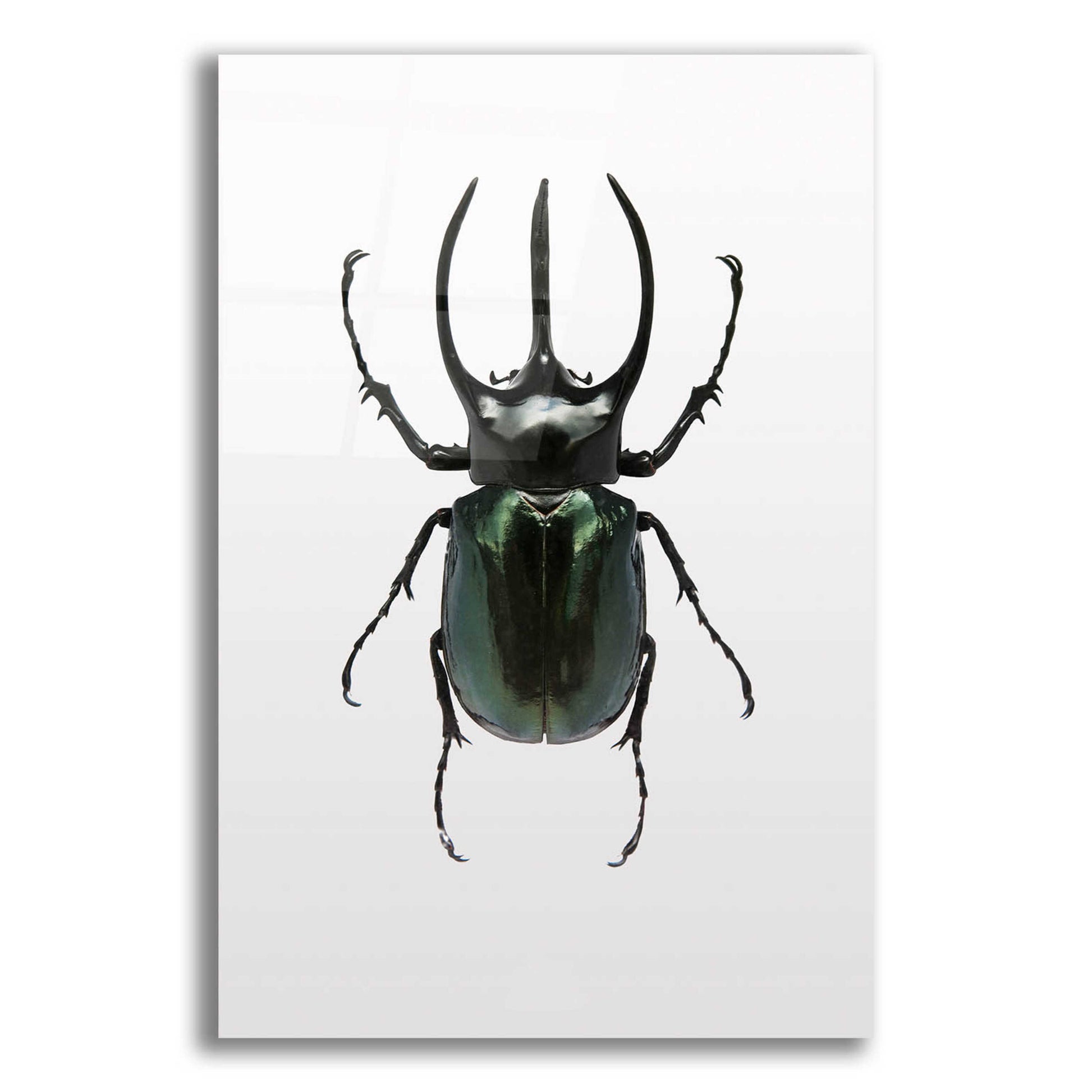 Epic Art 'Beetle 2' by Design Fabrikken, Acrylic Glass Wall Art,12x16