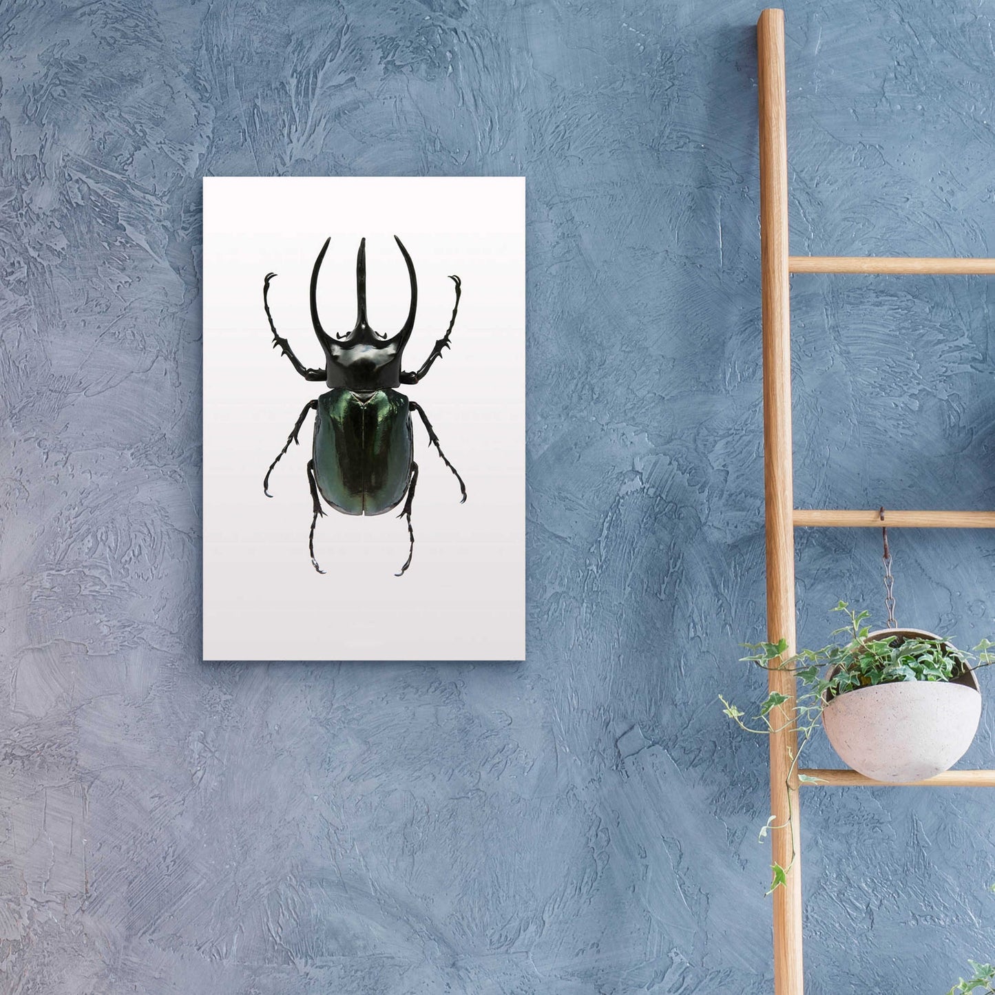 Epic Art 'Beetle 2' by Design Fabrikken, Acrylic Glass Wall Art,16x24