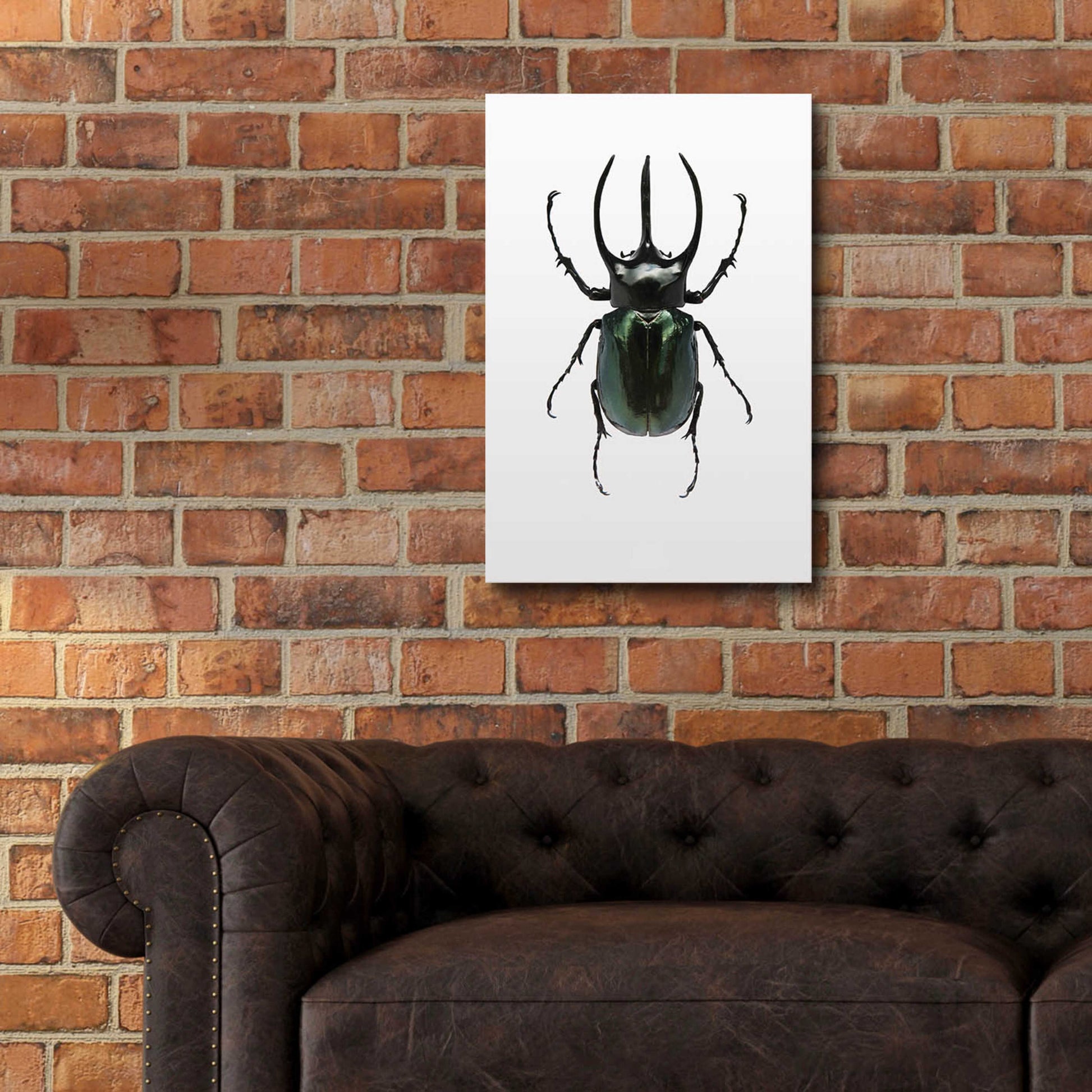 Epic Art 'Beetle 2' by Design Fabrikken, Acrylic Glass Wall Art,16x24