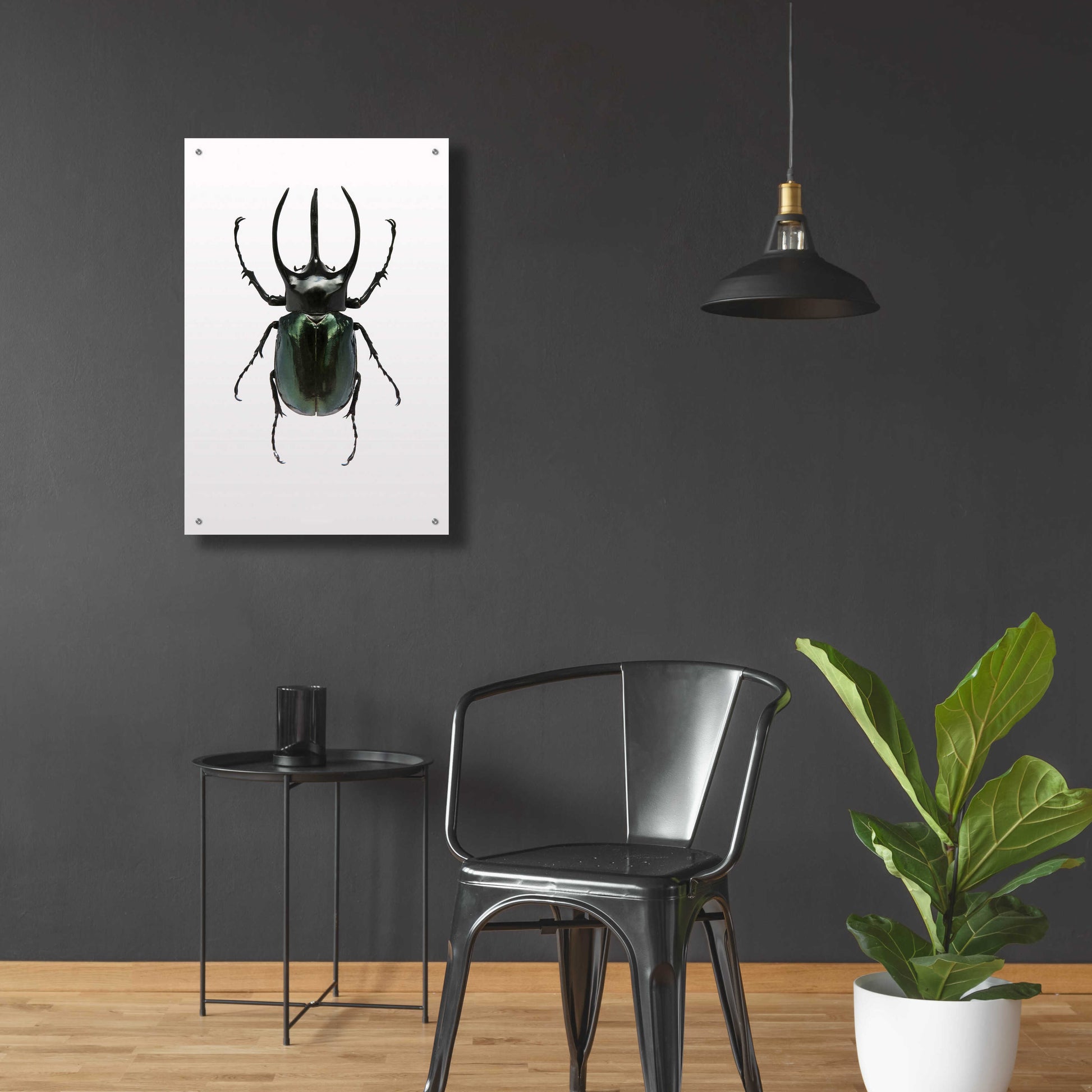 Epic Art 'Beetle 2' by Design Fabrikken, Acrylic Glass Wall Art,24x36