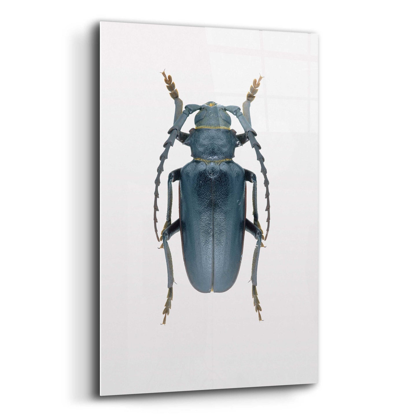 Epic Art 'Beetle 3' by Design Fabrikken, Acrylic Glass Wall Art,12x16