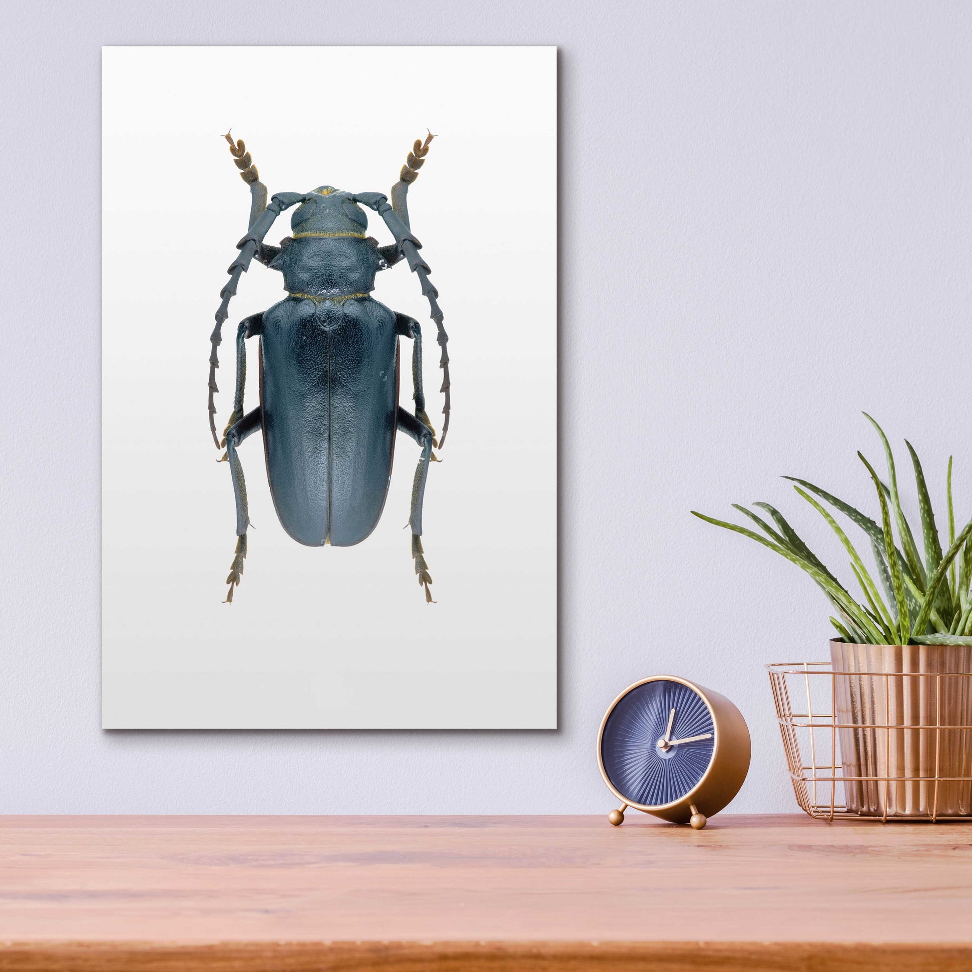 Epic Art 'Beetle 3' by Design Fabrikken, Acrylic Glass Wall Art,12x16