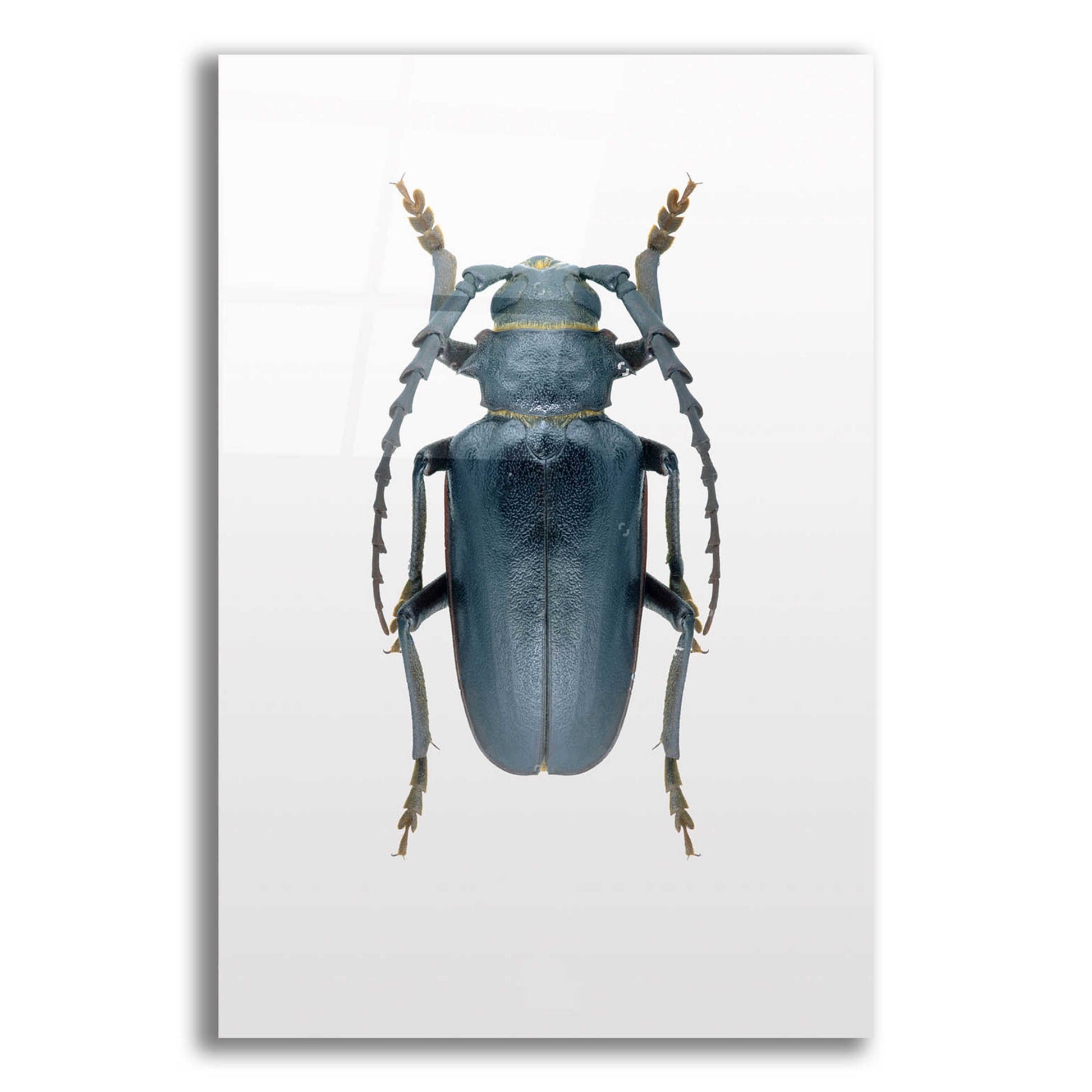 Epic Art 'Beetle 3' by Design Fabrikken, Acrylic Glass Wall Art,12x16